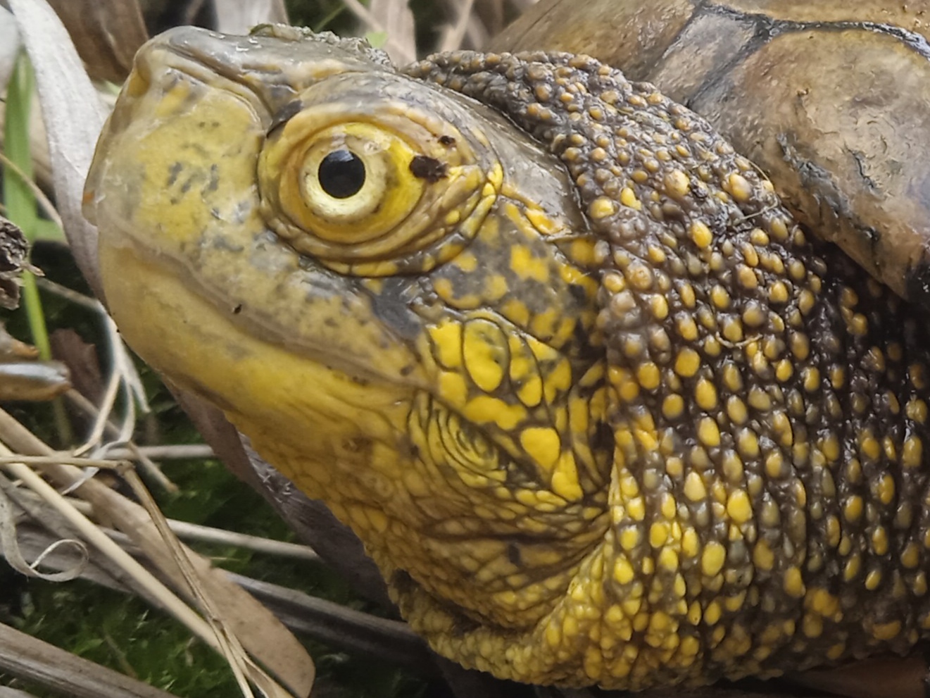 Thumbnail 6 Emys orbicularis