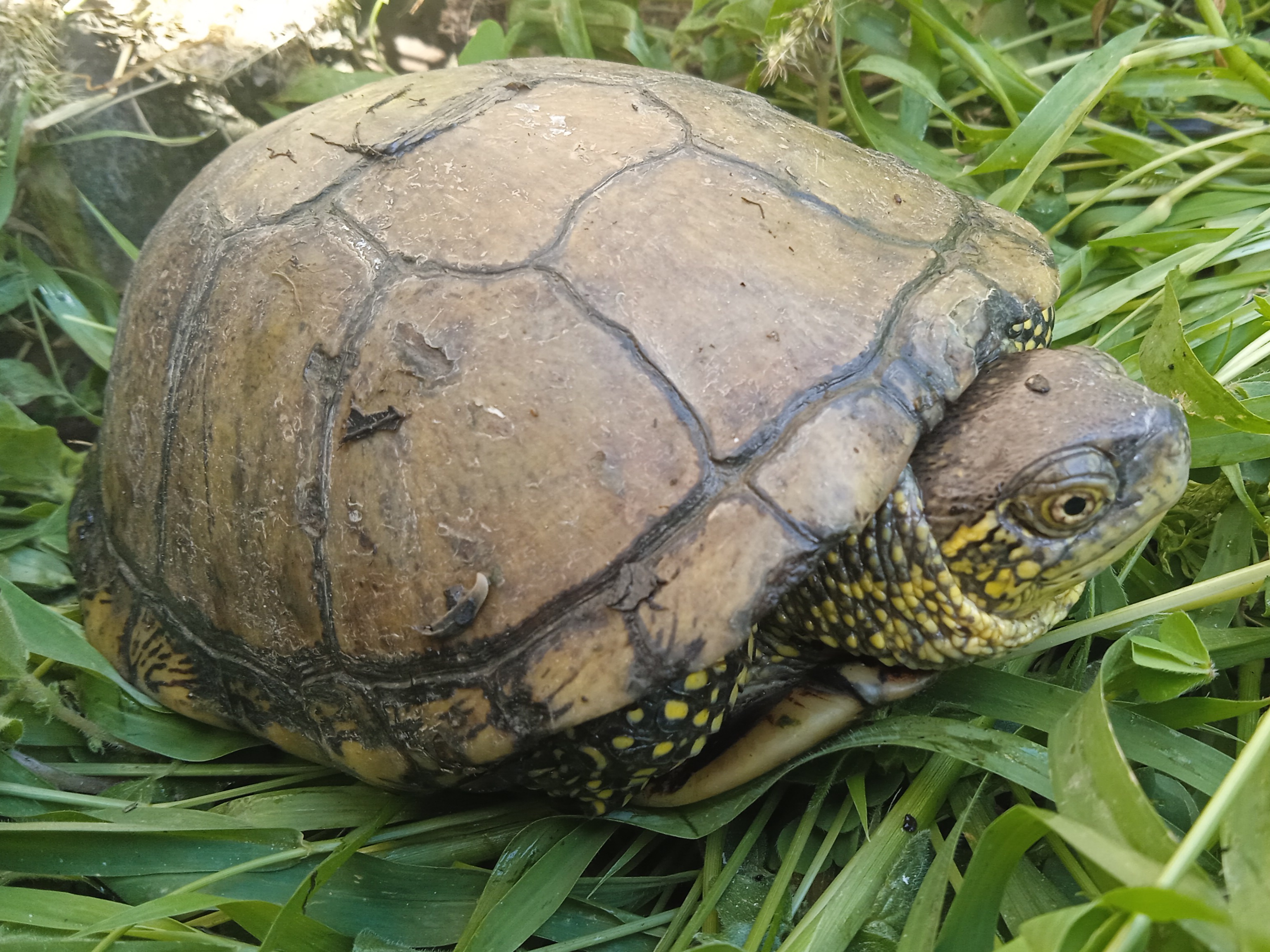 Thumbnail 7 Emys orbicularis