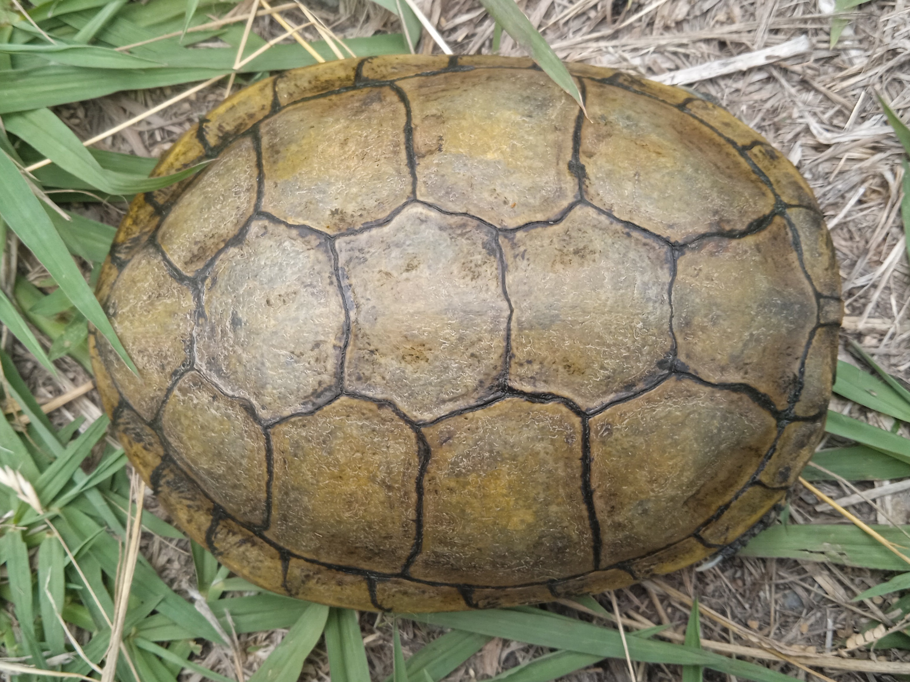 Thumbnail 9 Emys orbicularis