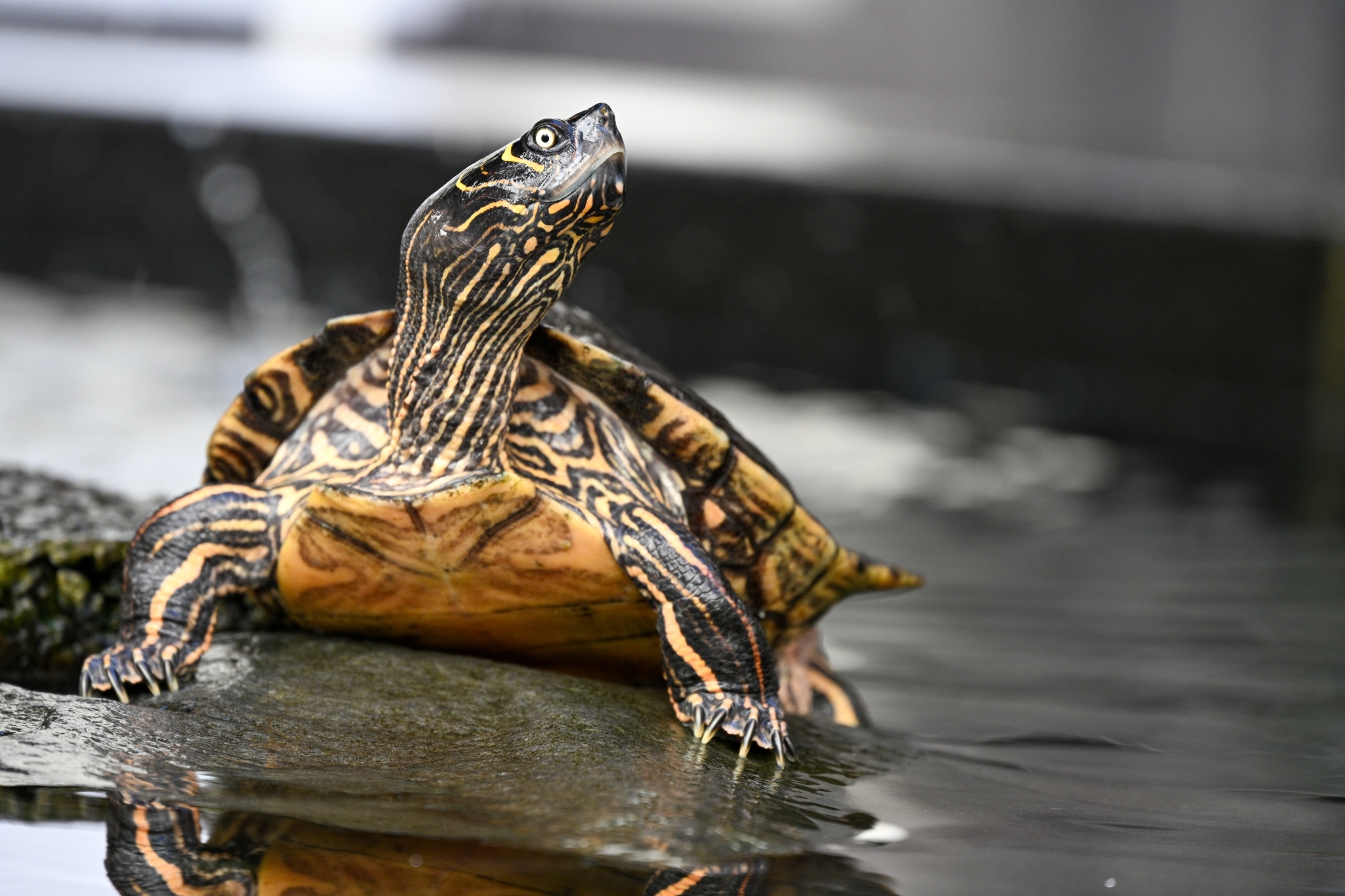 Thumbnail 5 Graptemys pseudogeographica kohni
