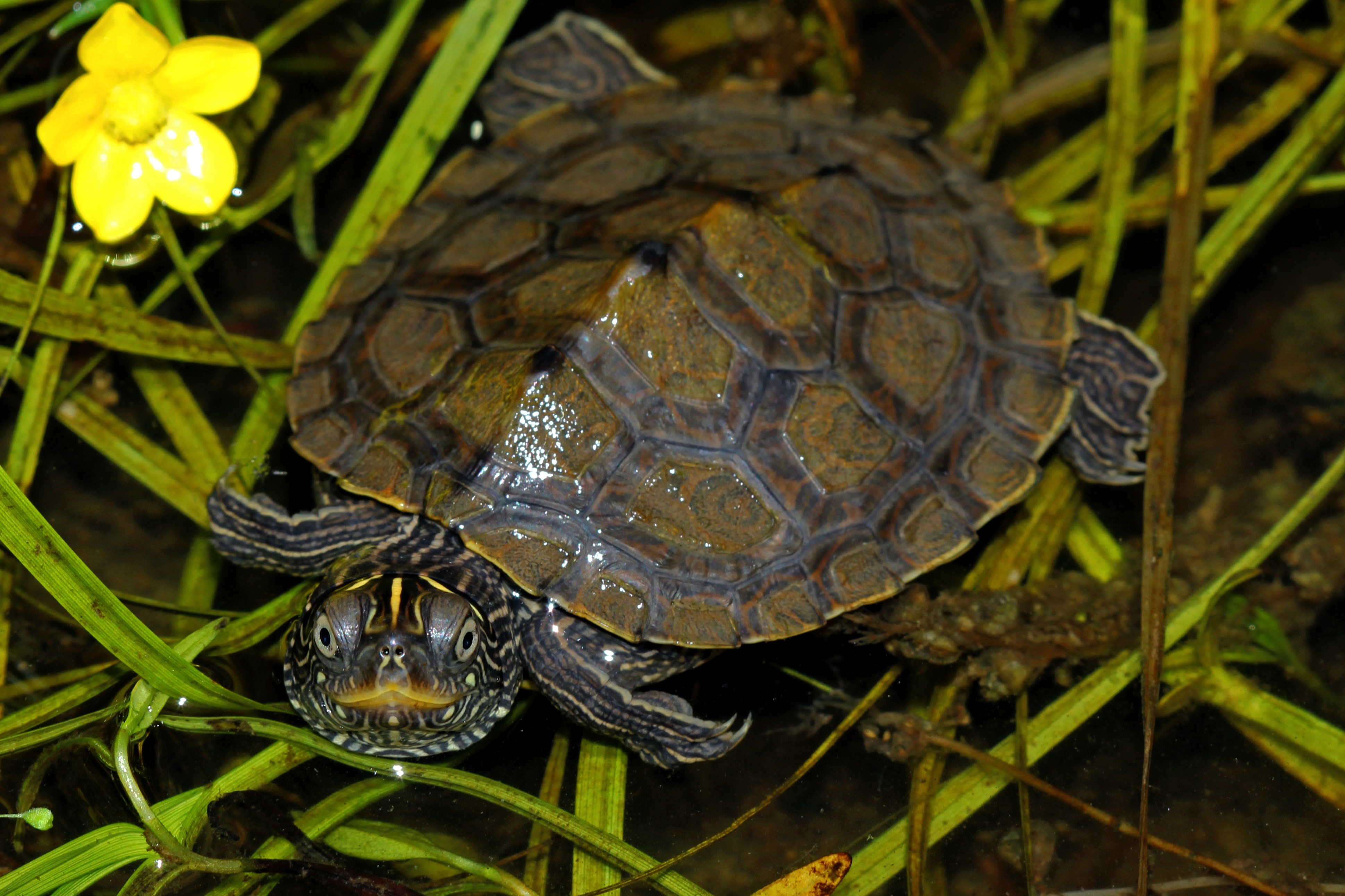 Thumbnail 3 Graptemys pseudogeographica