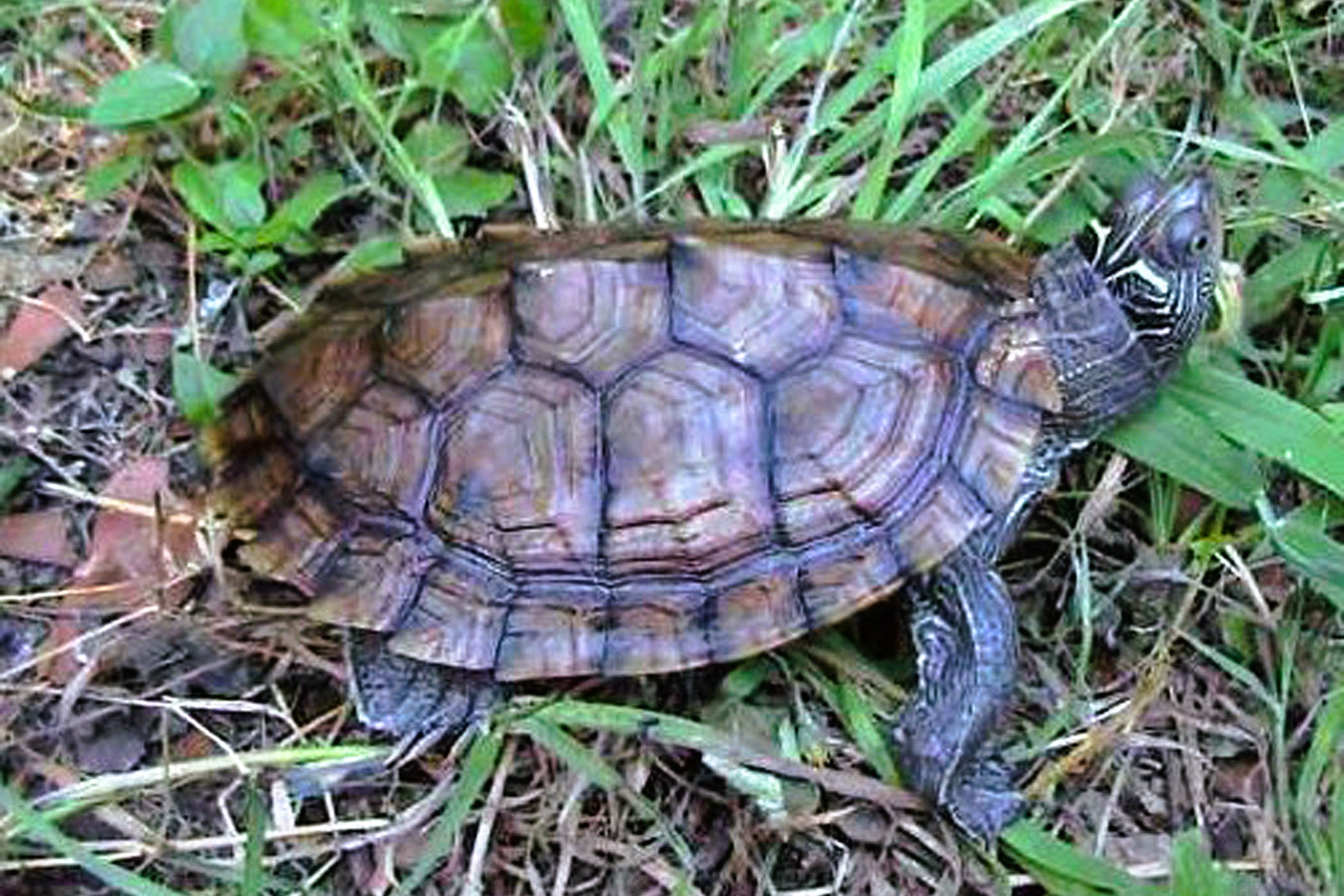 Thumbnail 4 Graptemys pseudogeographica