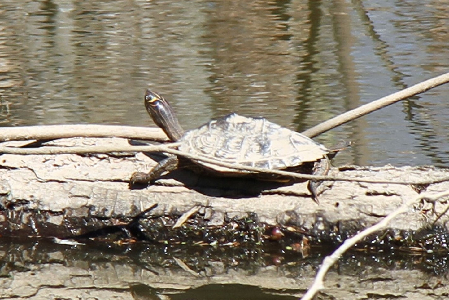 Thumbnail 6 Graptemys pseudogeographica