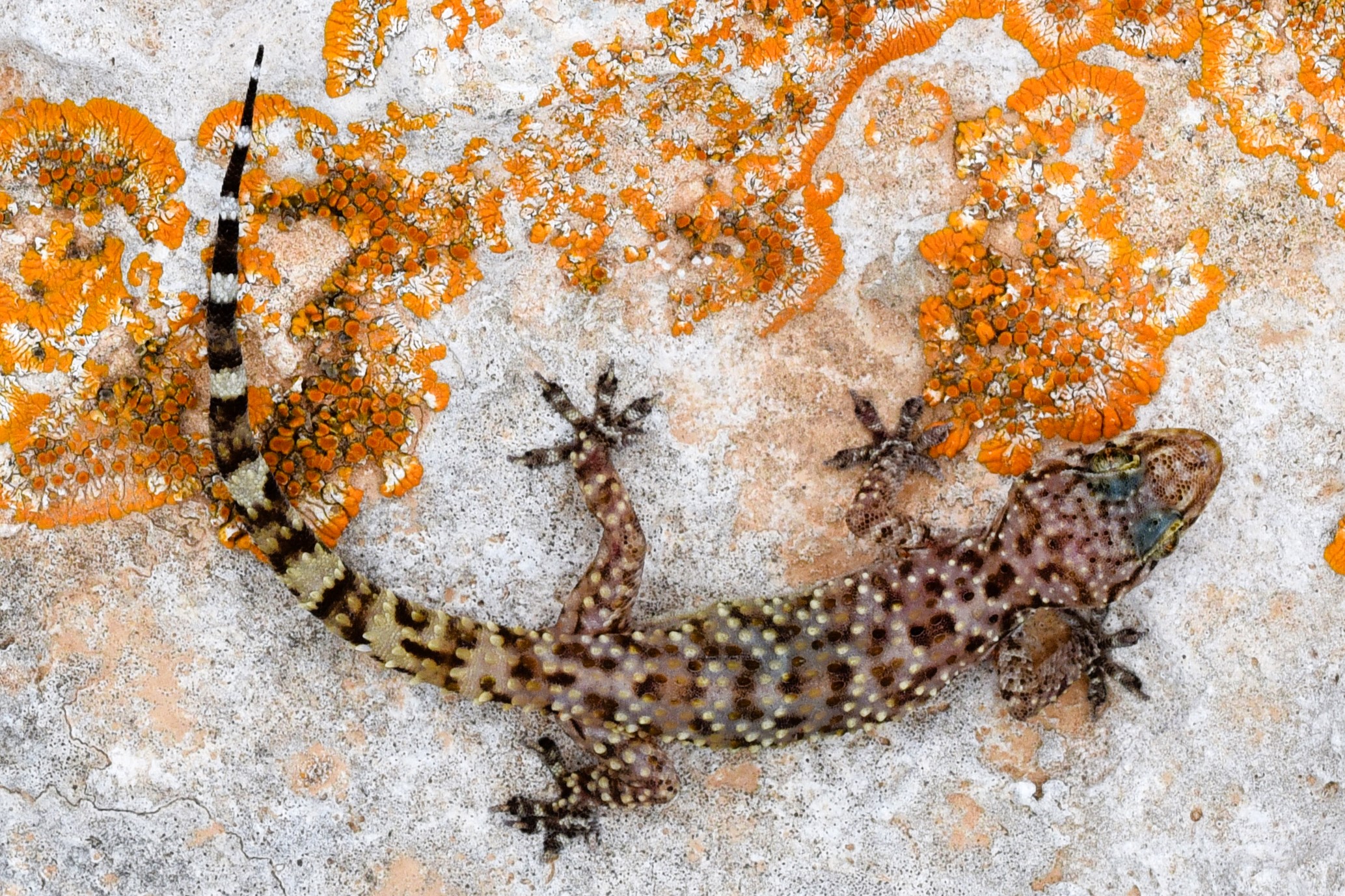 Thumbnail 3 Hemidactylus turcicus