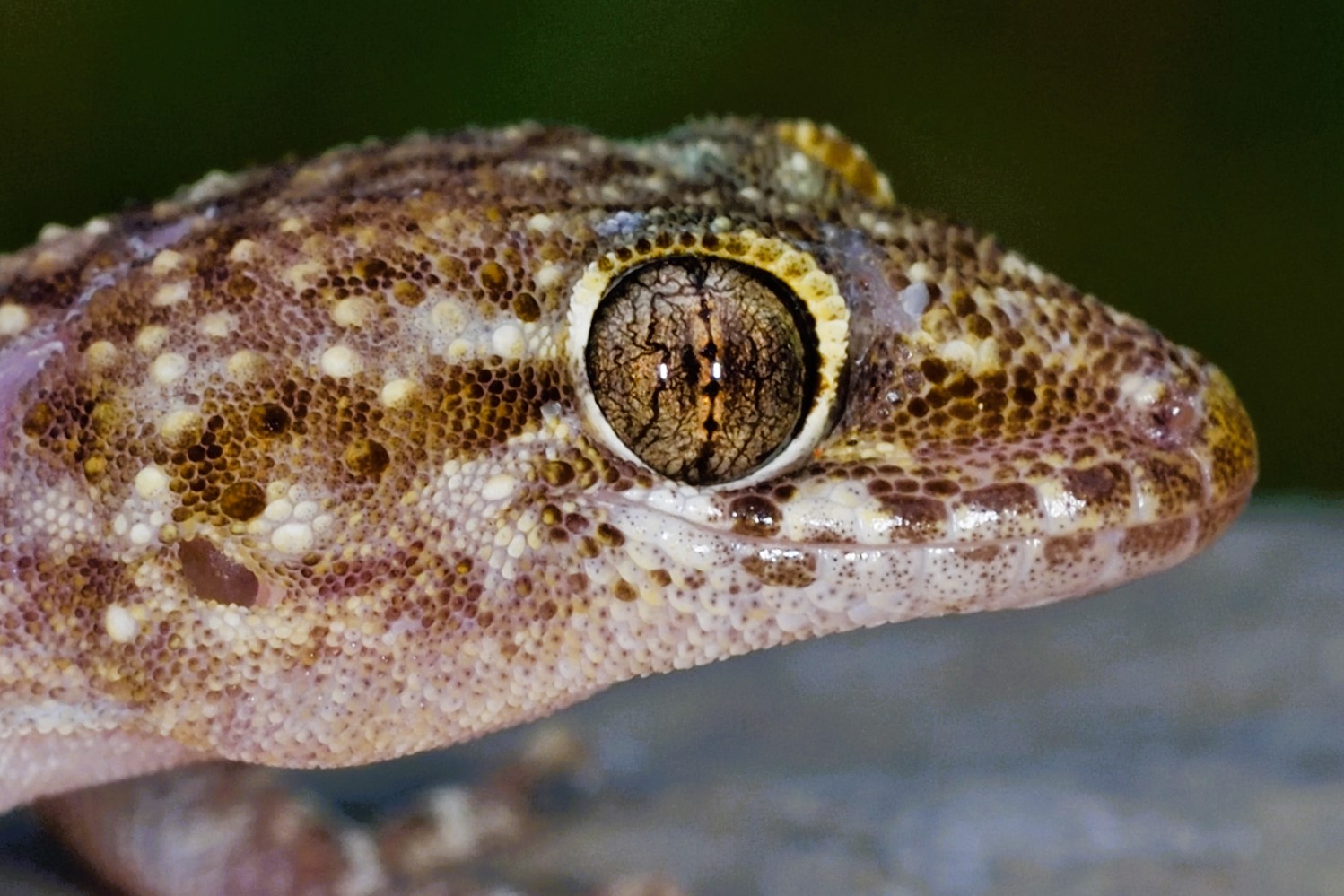 Thumbnail 9 Hemidactylus turcicus