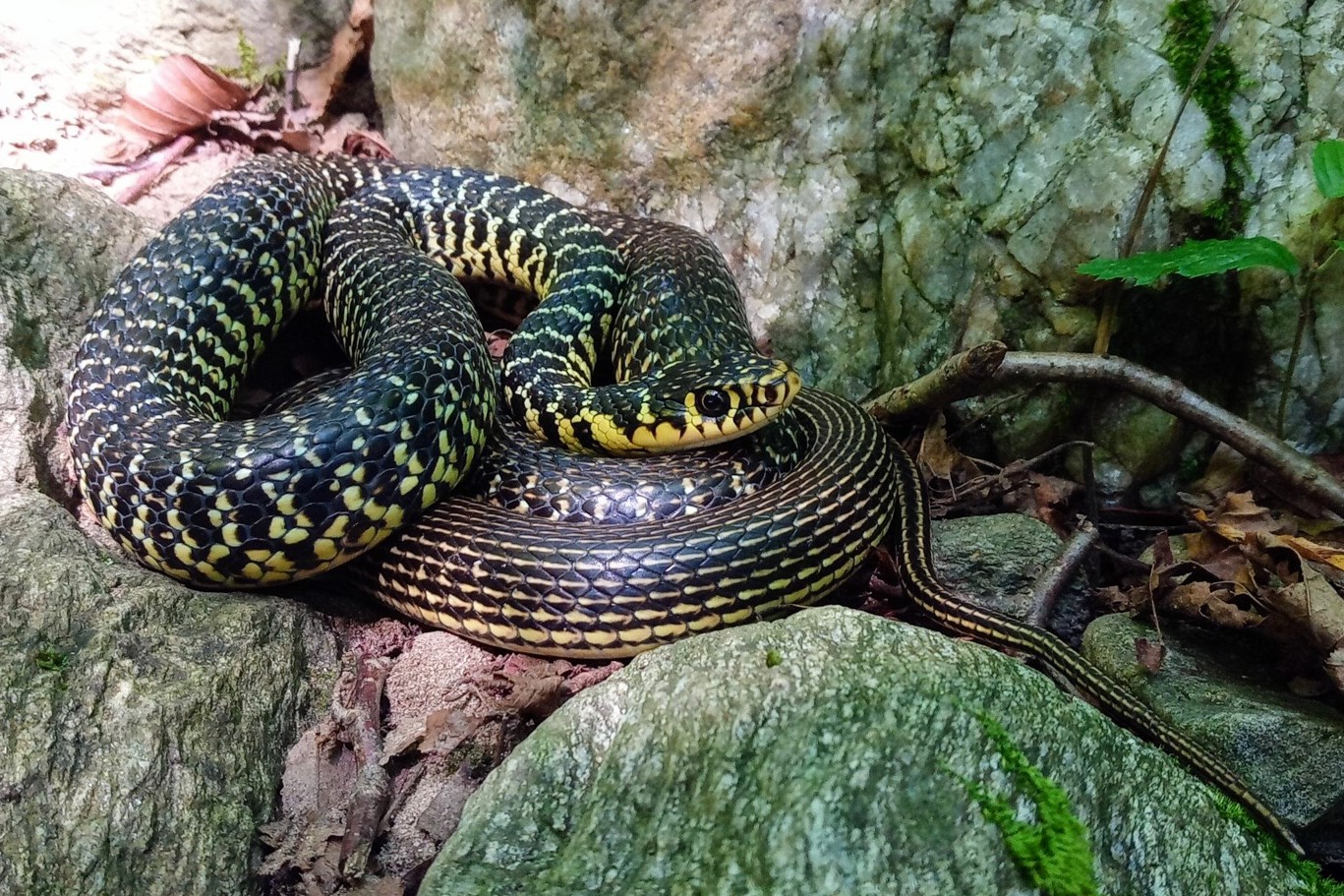 Hierophis viridiflavus