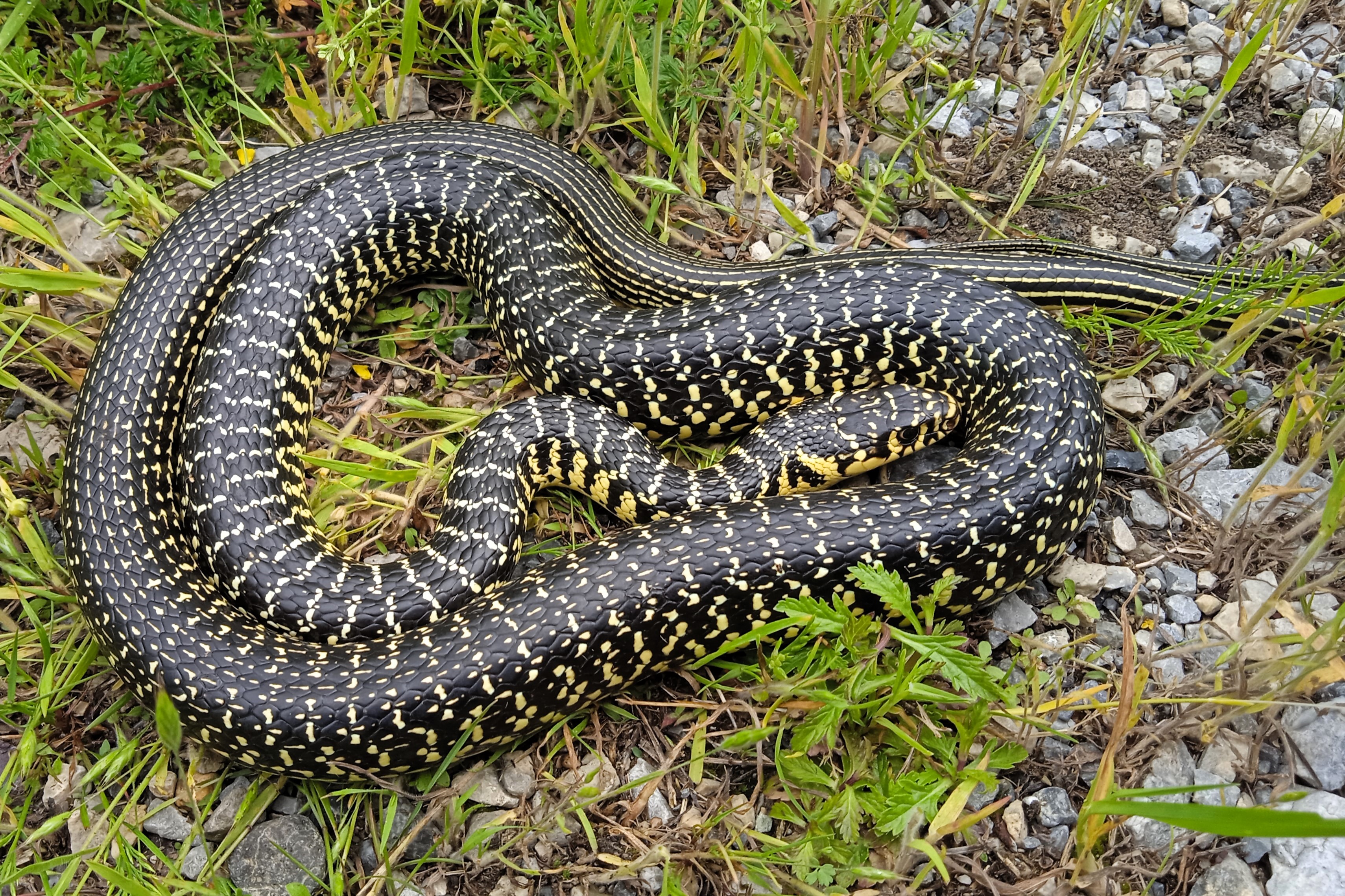 Thumbnail 2 Hierophis viridiflavus