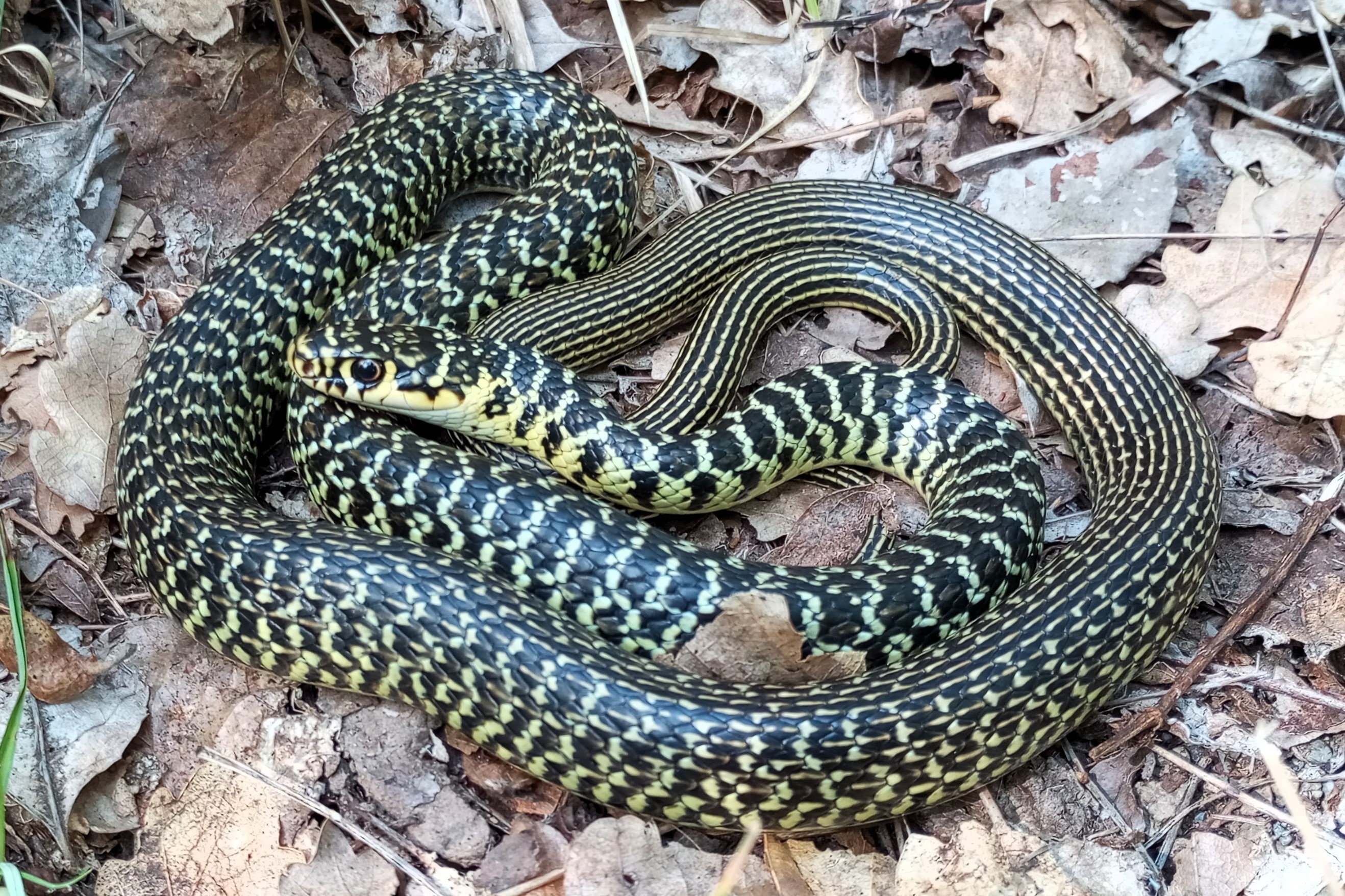 Thumbnail 5 Hierophis viridiflavus