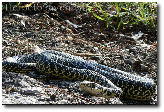 Thumbnail 9 Hierophis viridiflavus