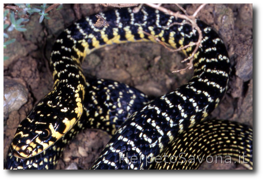 Thumbnail 10 Hierophis viridiflavus