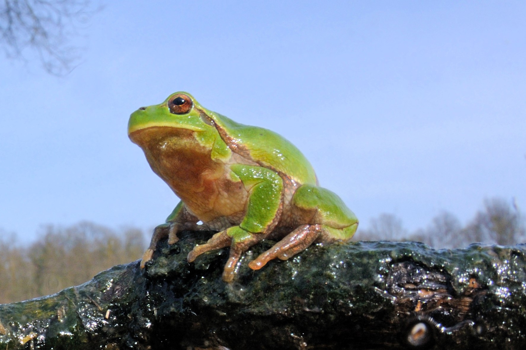 Thumbnail 2 Hyla intermedia