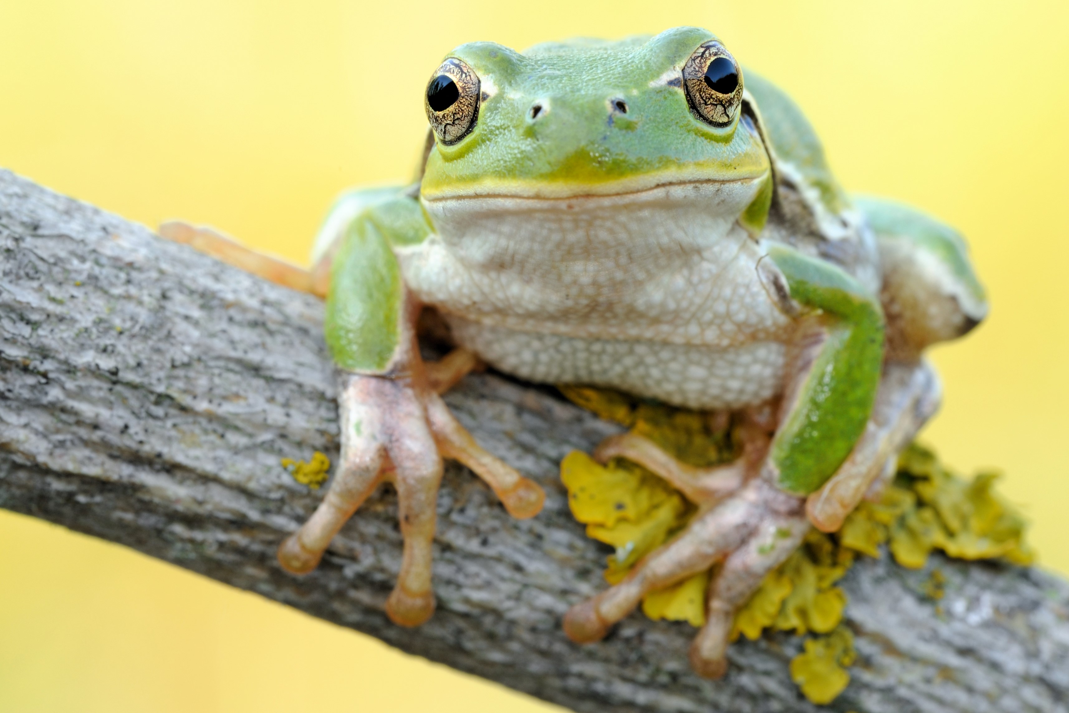 Thumbnail 3 Hyla intermedia