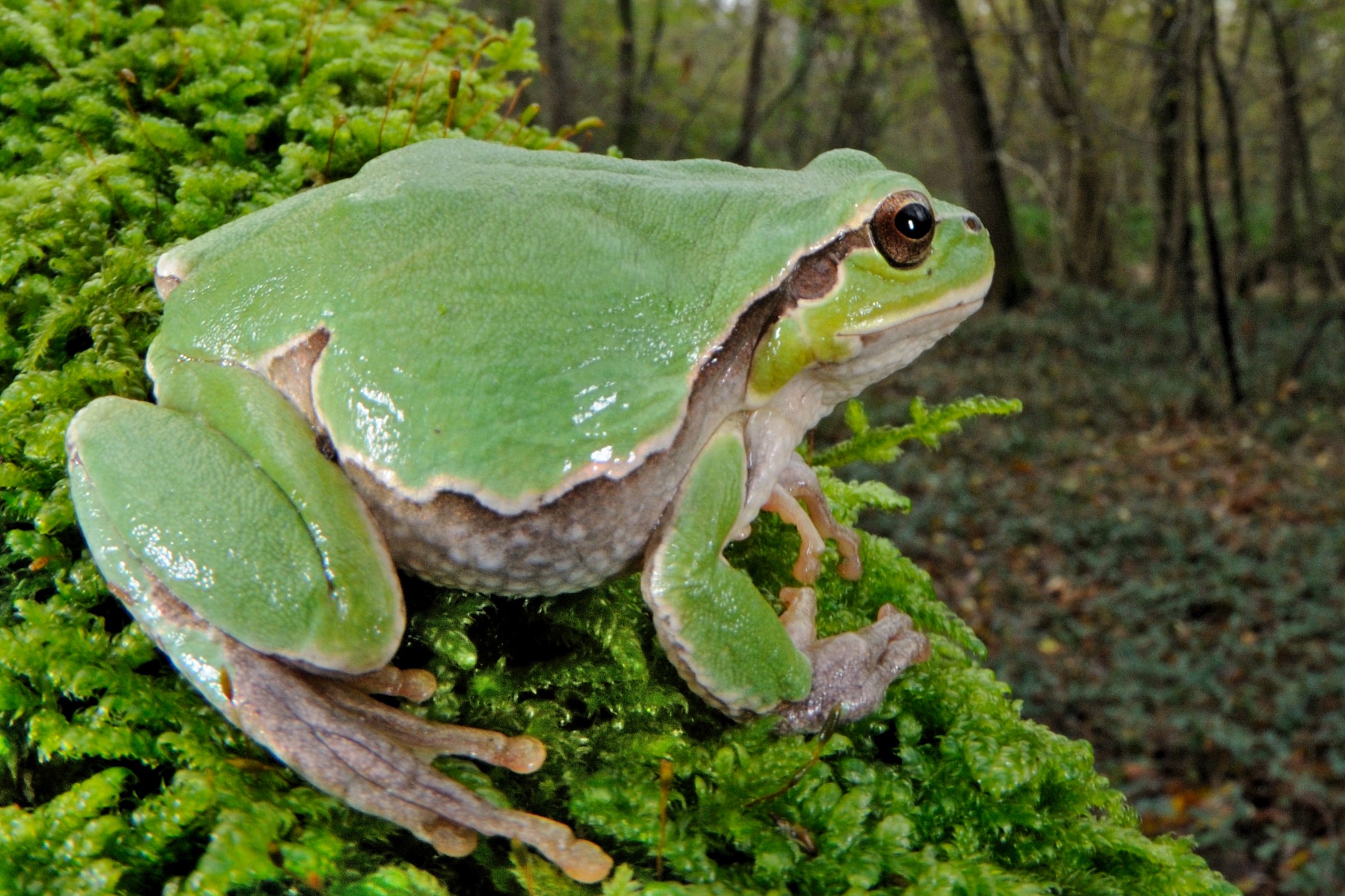 Thumbnail 4 Hyla intermedia