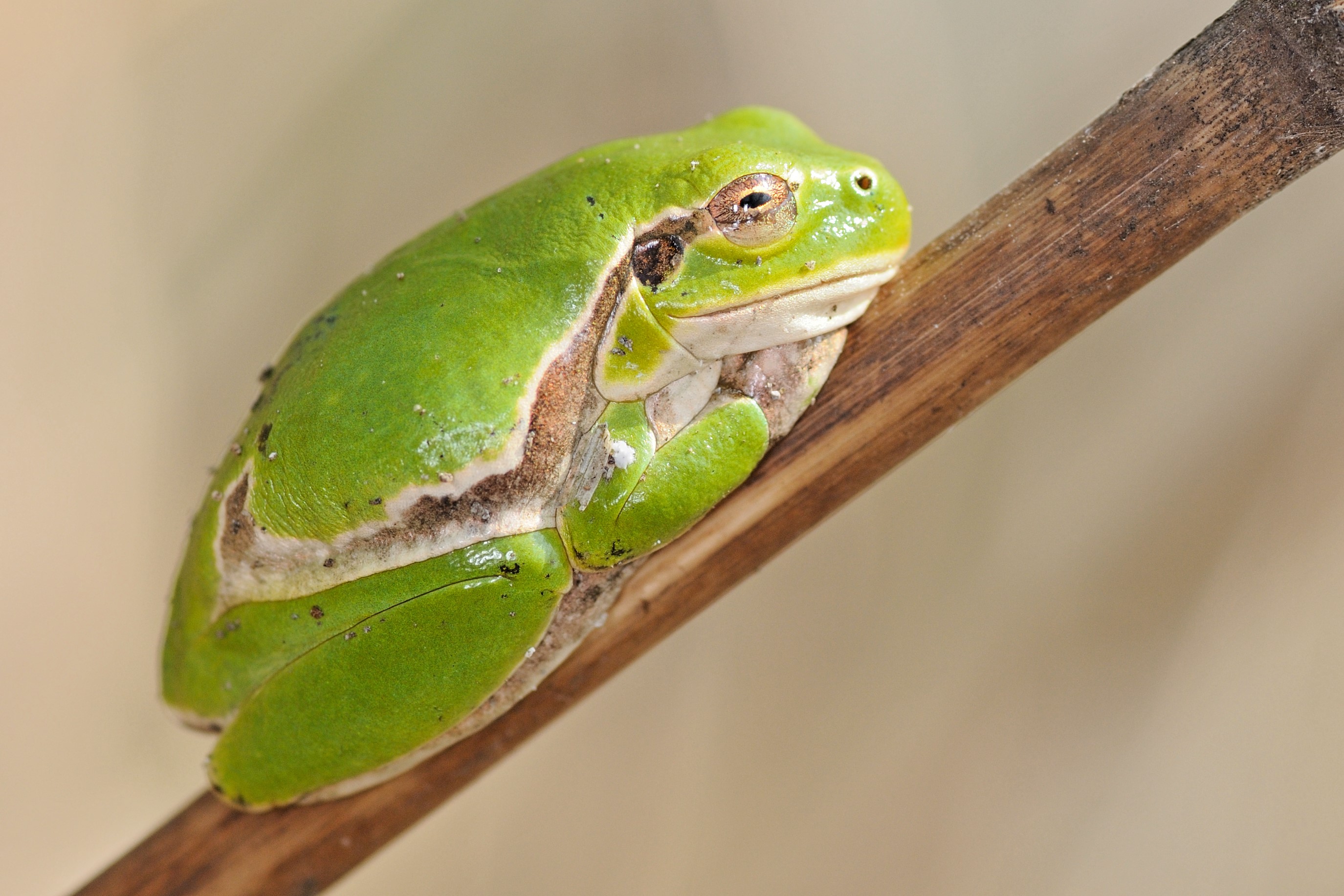 Thumbnail 5 Hyla intermedia