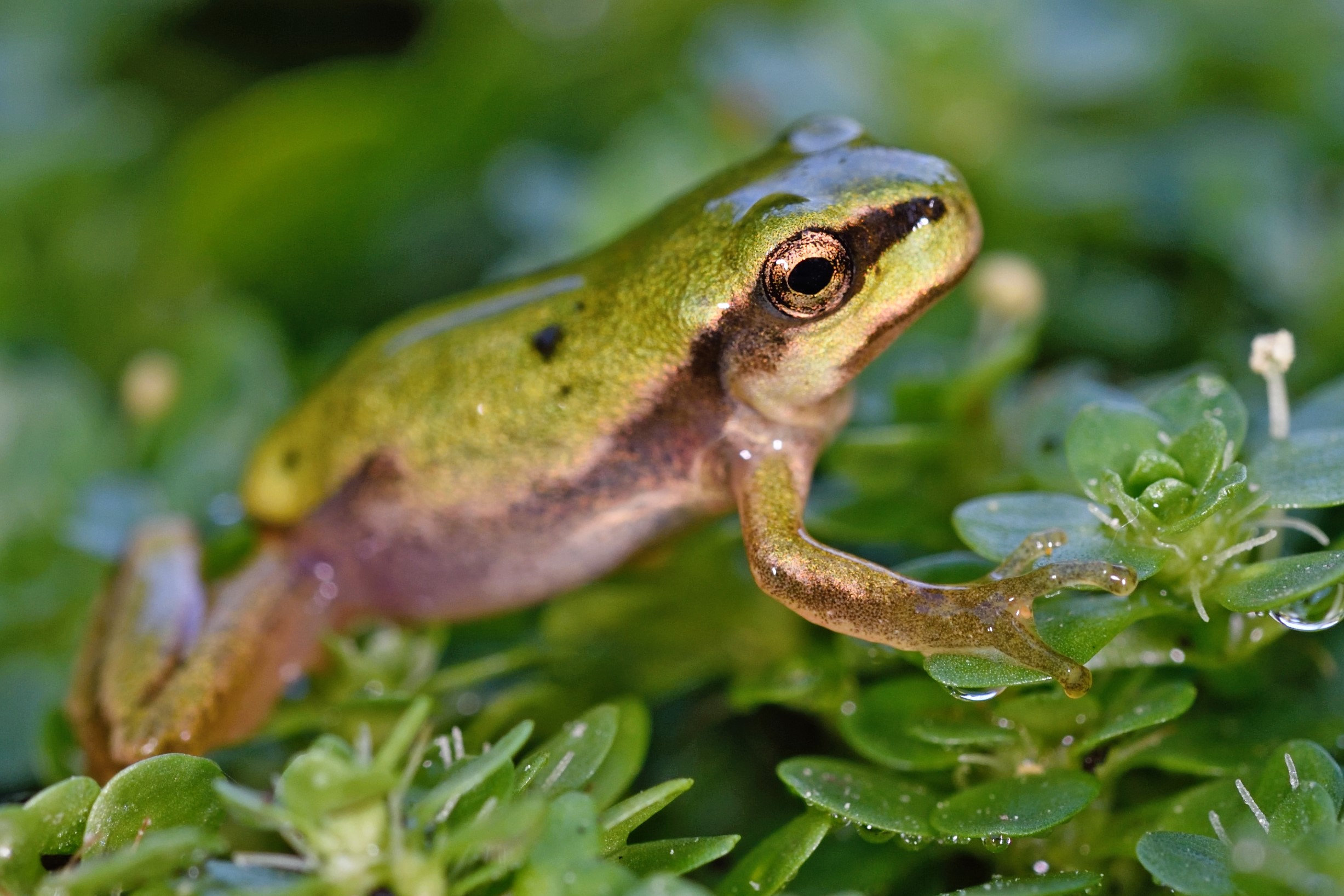 Thumbnail 6 Hyla intermedia