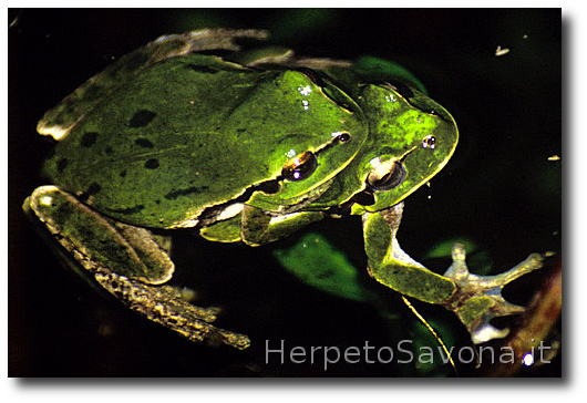 Thumbnail 8 Hyla intermedia