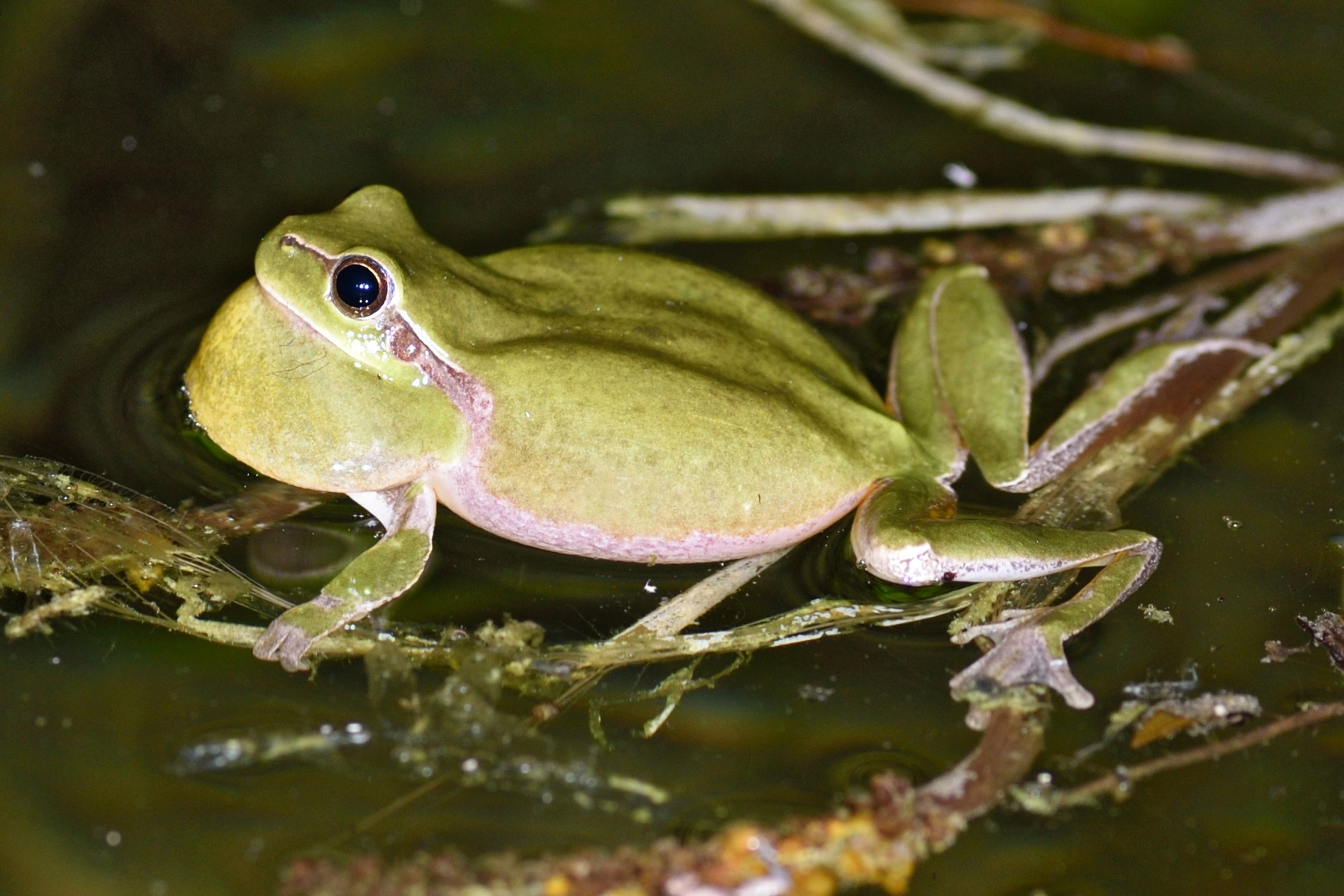 Thumbnail 5 Hyla meridionalis