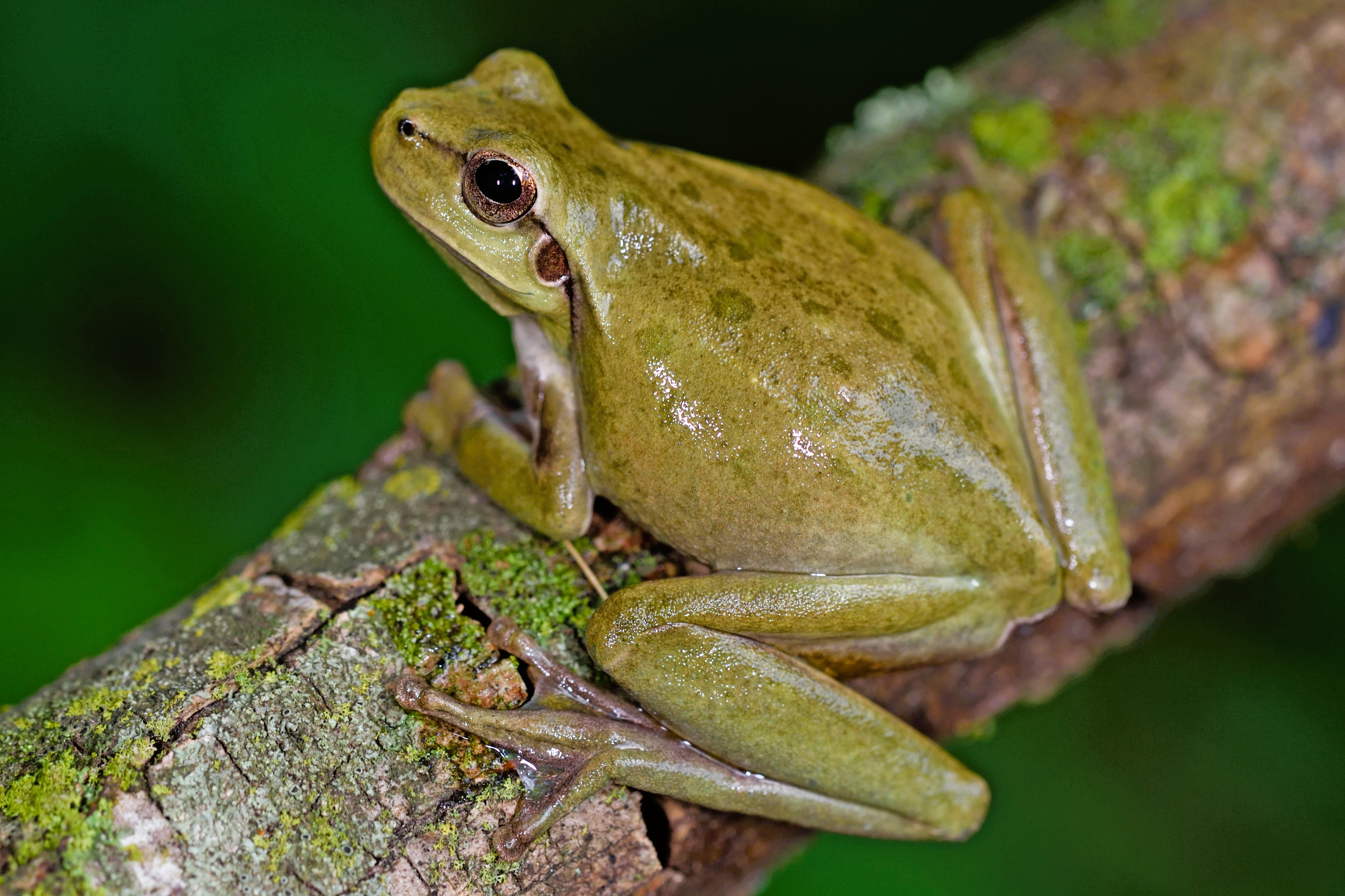 Thumbnail 8 Hyla meridionalis