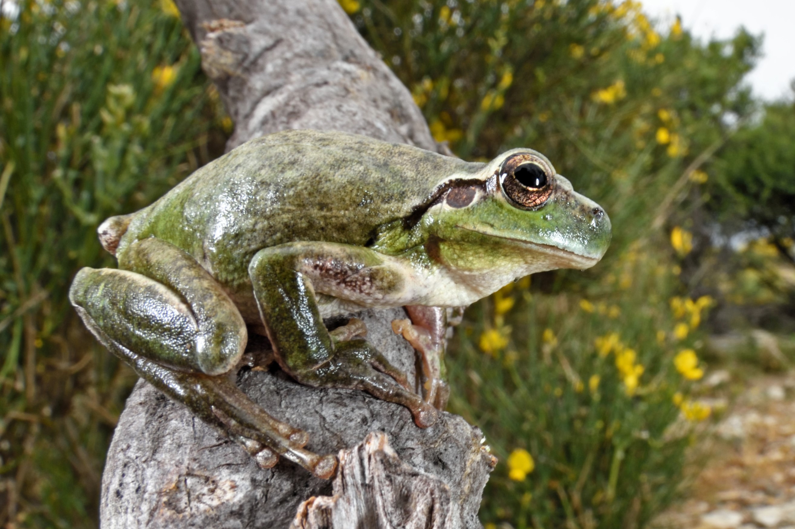 Thumbnail 10 Hyla meridionalis