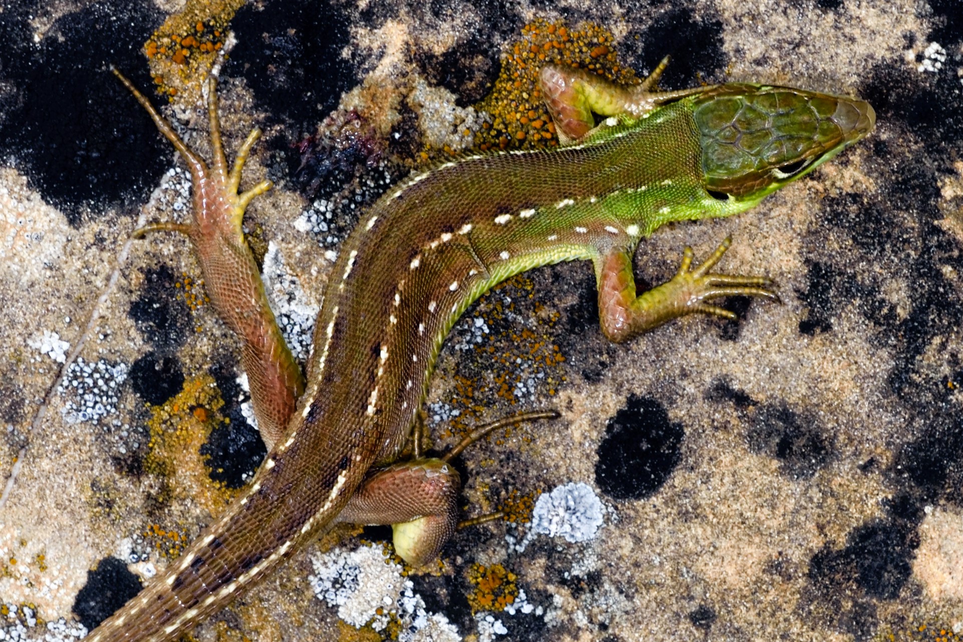 Thumbnail 3 Lacerta bilineata