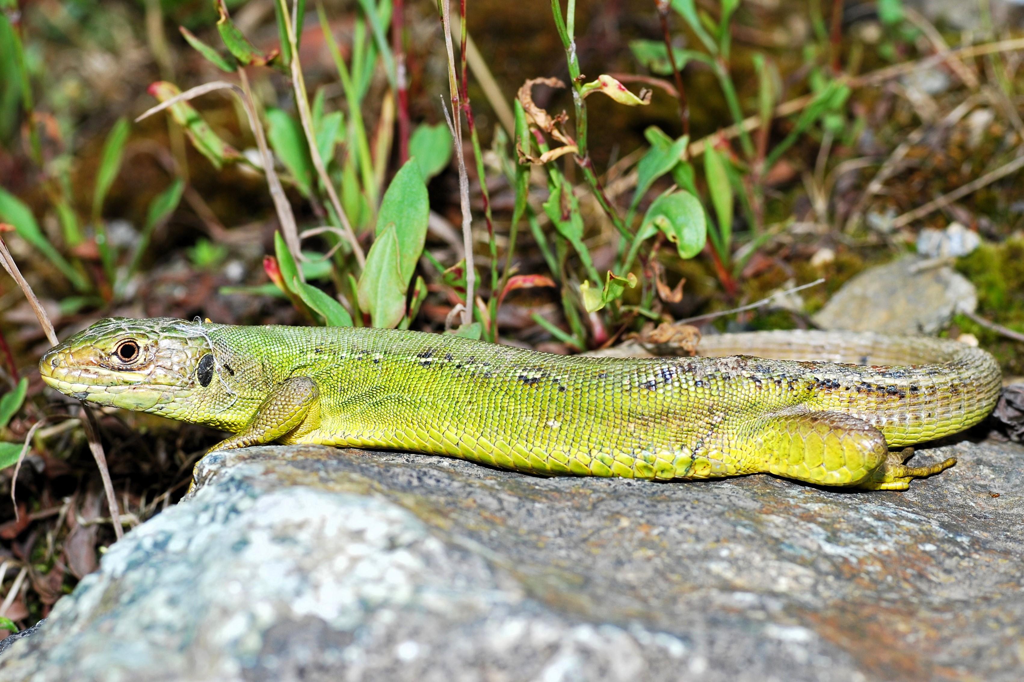Thumbnail 4 Lacerta bilineata