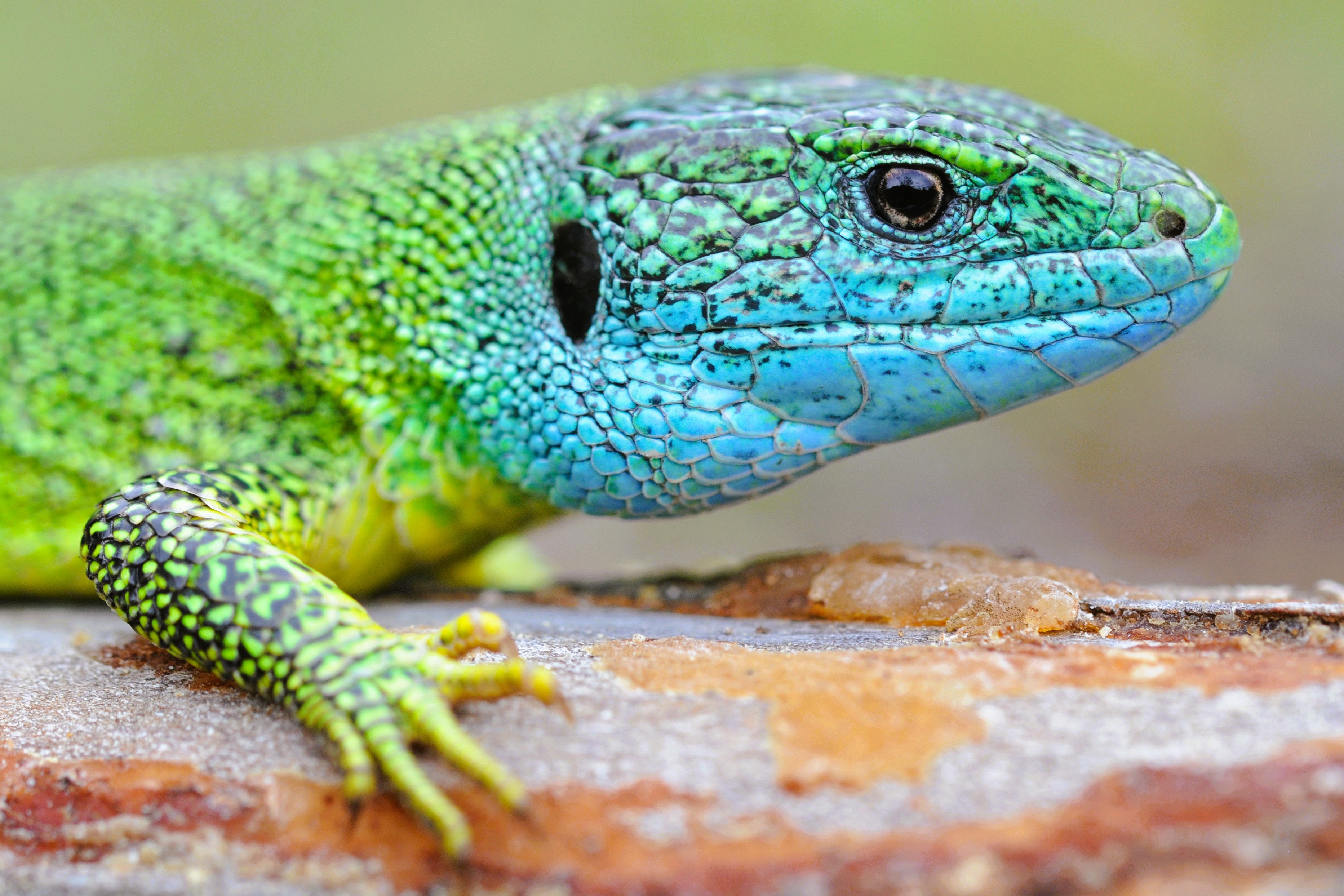 Thumbnail 6 Lacerta bilineata