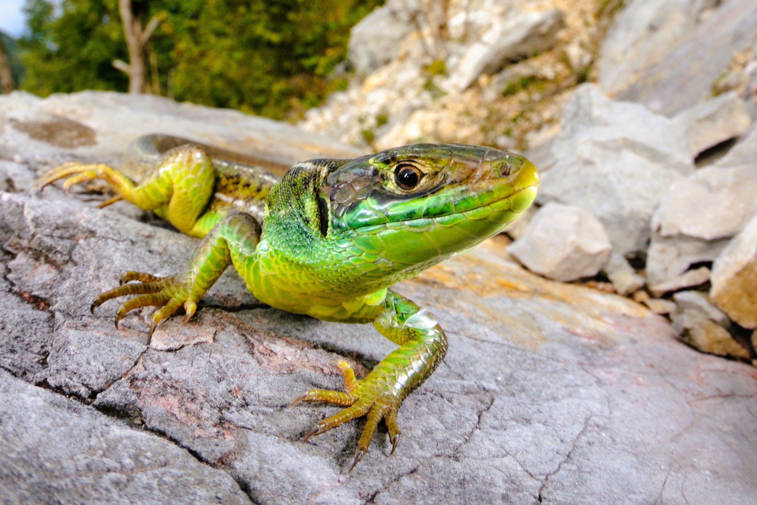 Thumbnail 8 Lacerta bilineata
