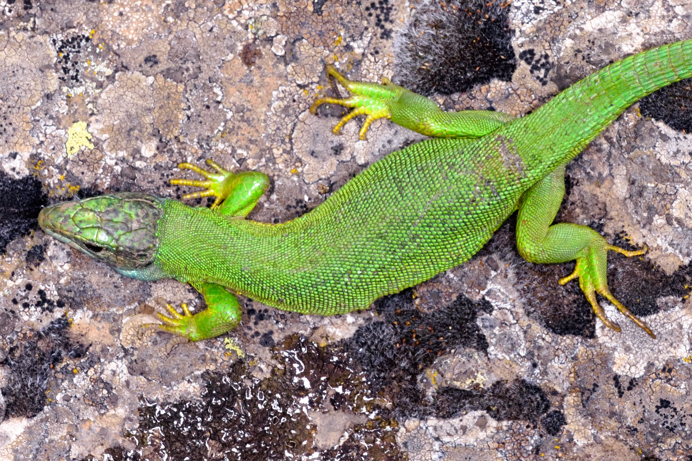 Thumbnail 9 Lacerta bilineata