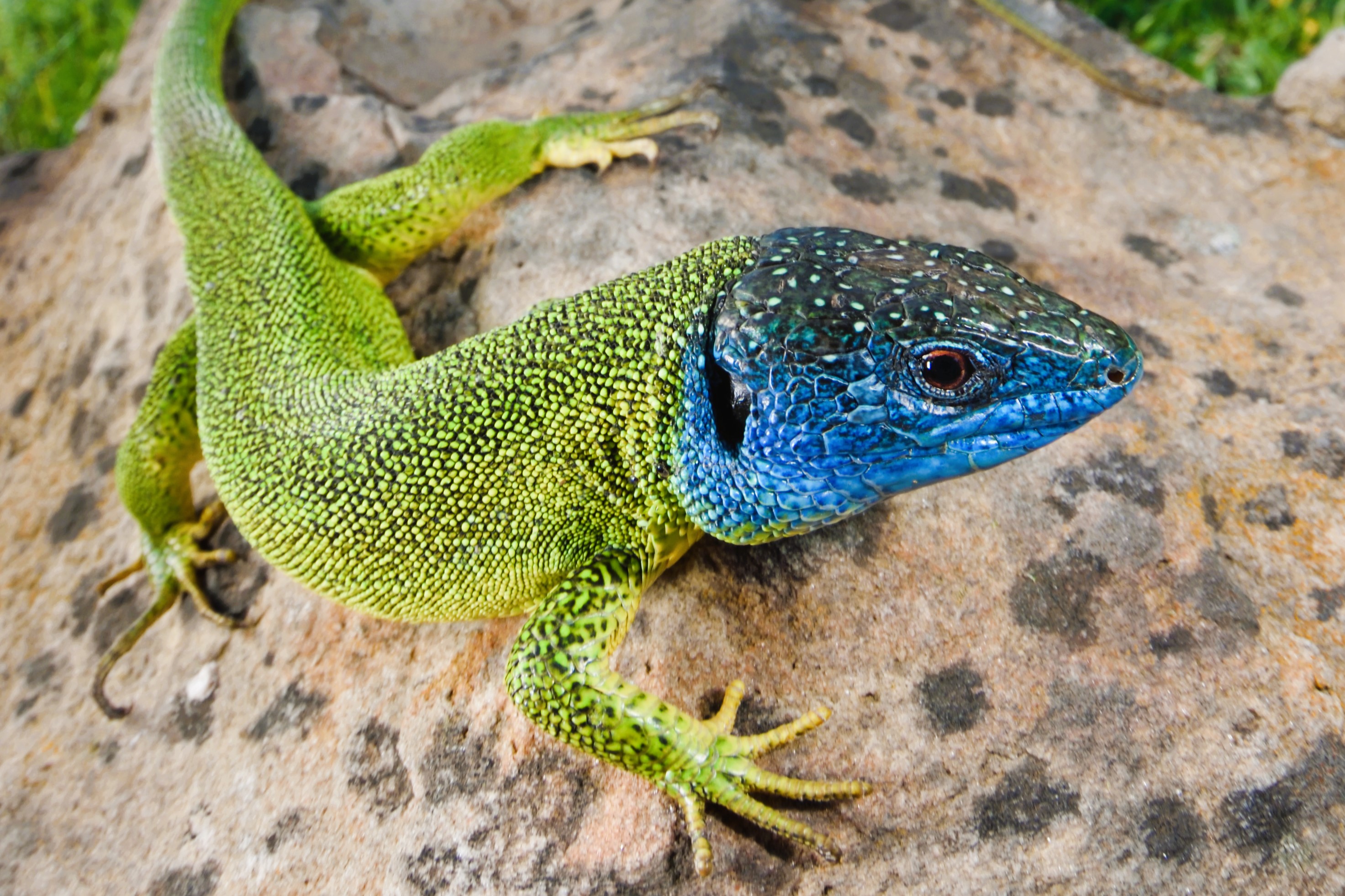 Thumbnail 10 Lacerta bilineata