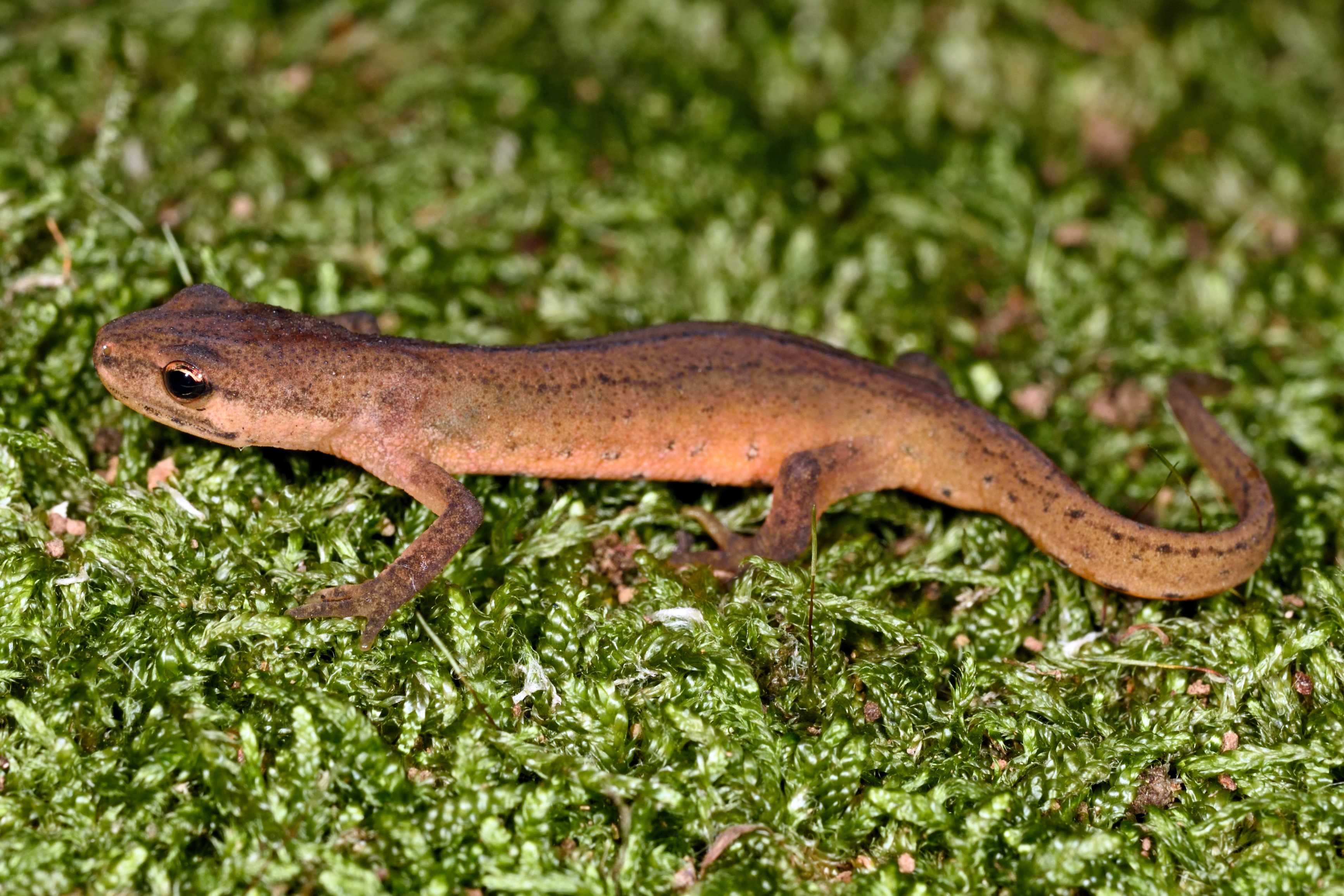 Thumbnail 4 Lissotriton vulgaris