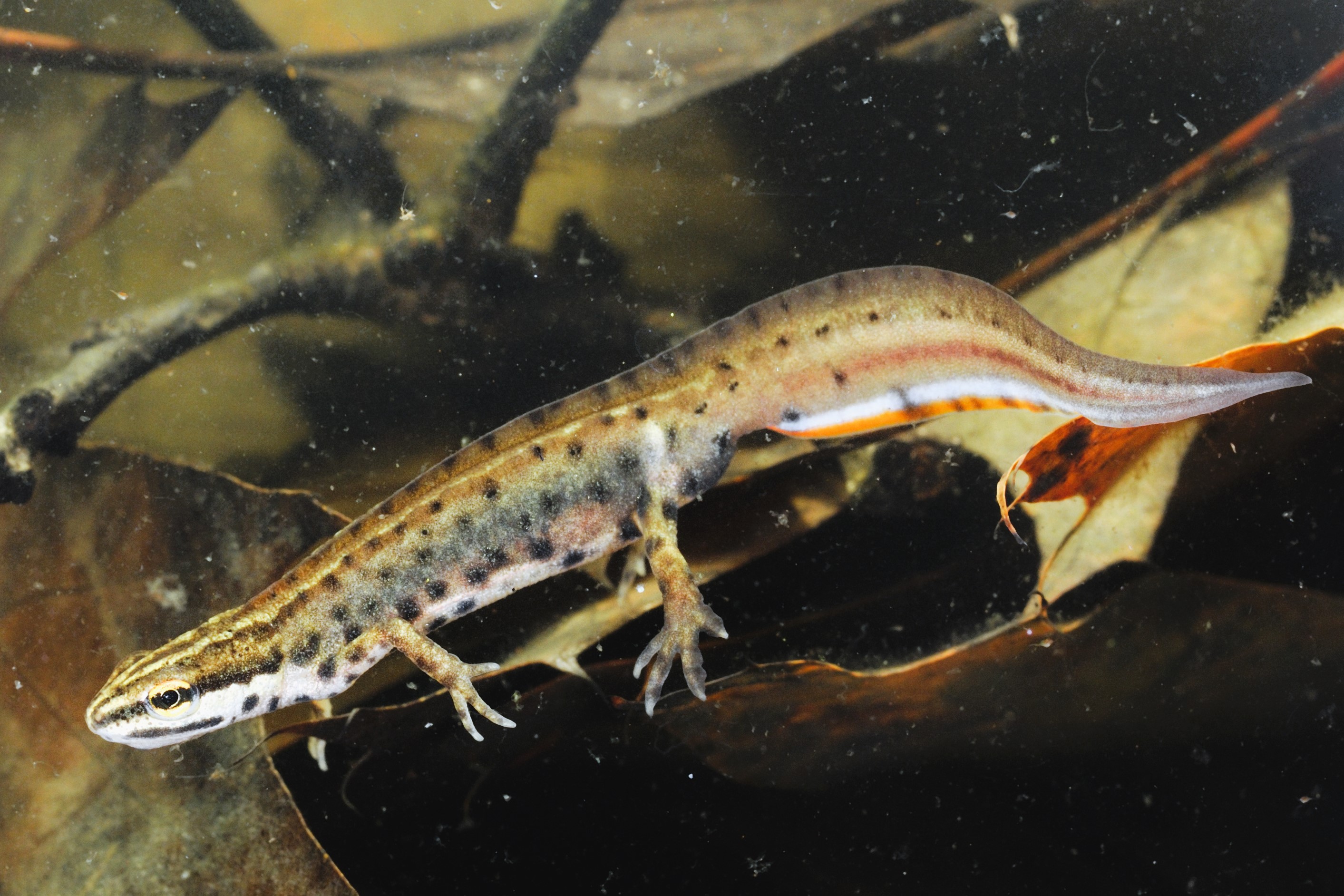 Thumbnail 6 Lissotriton vulgaris