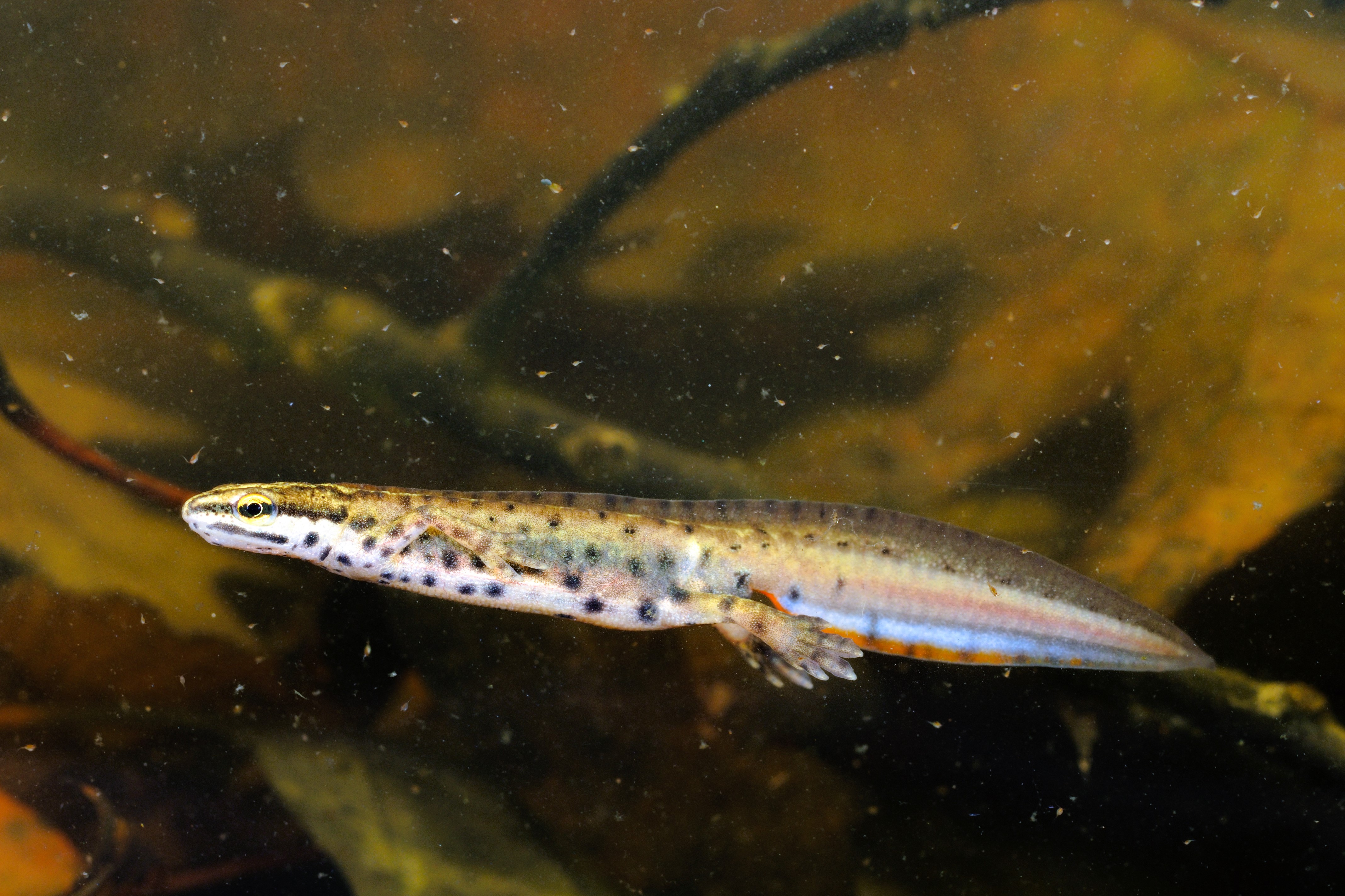 Thumbnail 7 Lissotriton vulgaris