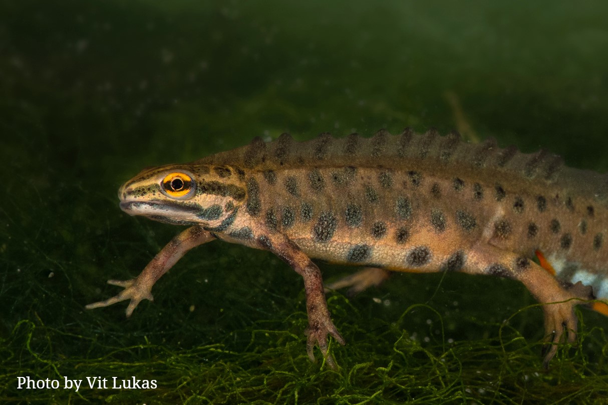 Thumbnail 10 Lissotriton vulgaris