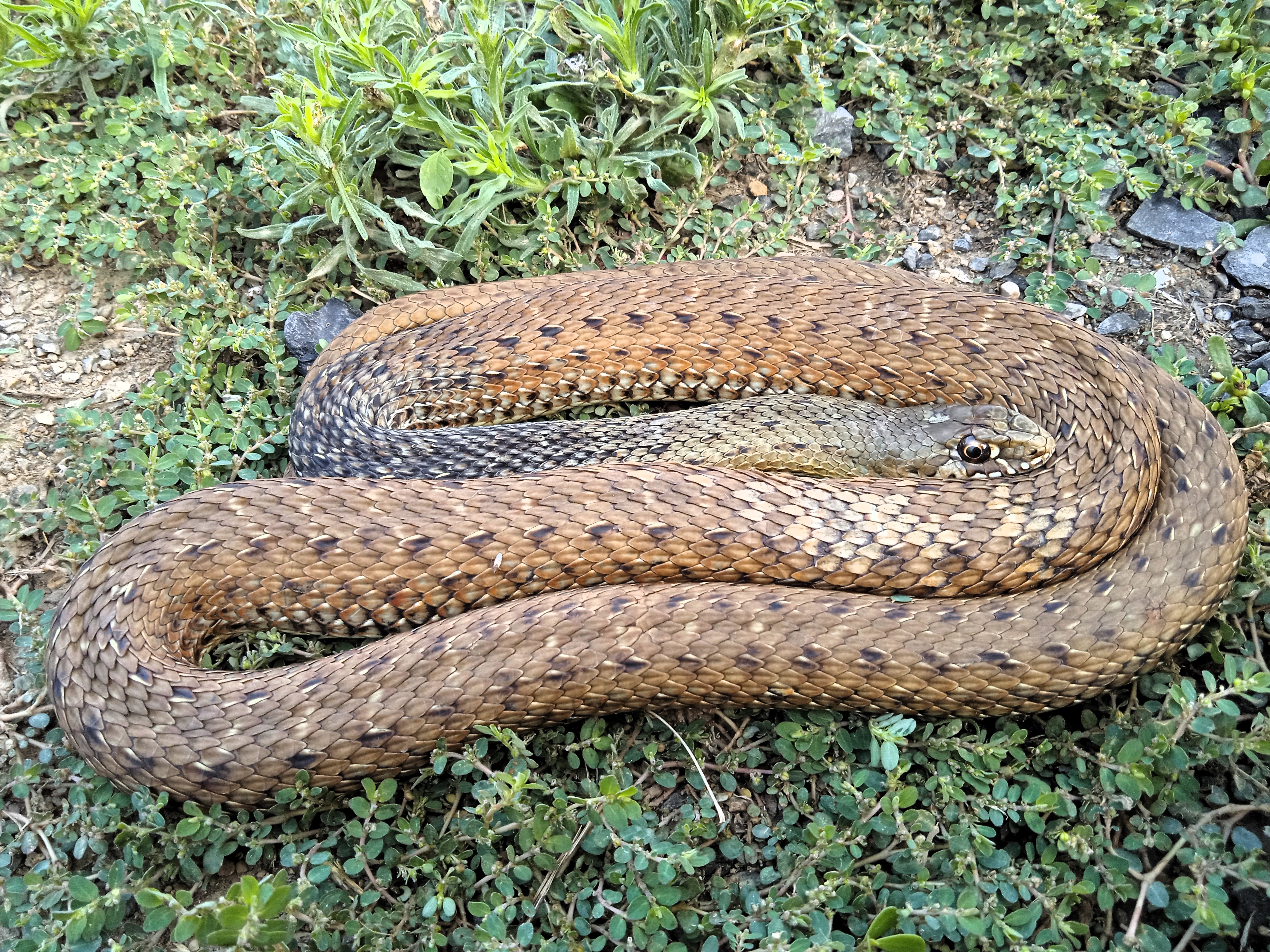 Thumbnail 2 Malpolon monspessulanus