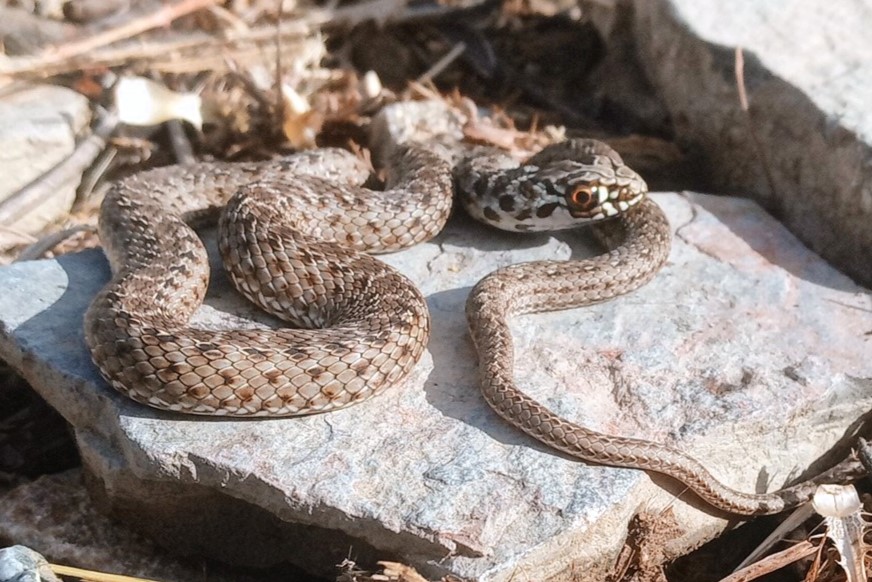 Thumbnail 5 Malpolon monspessulanus