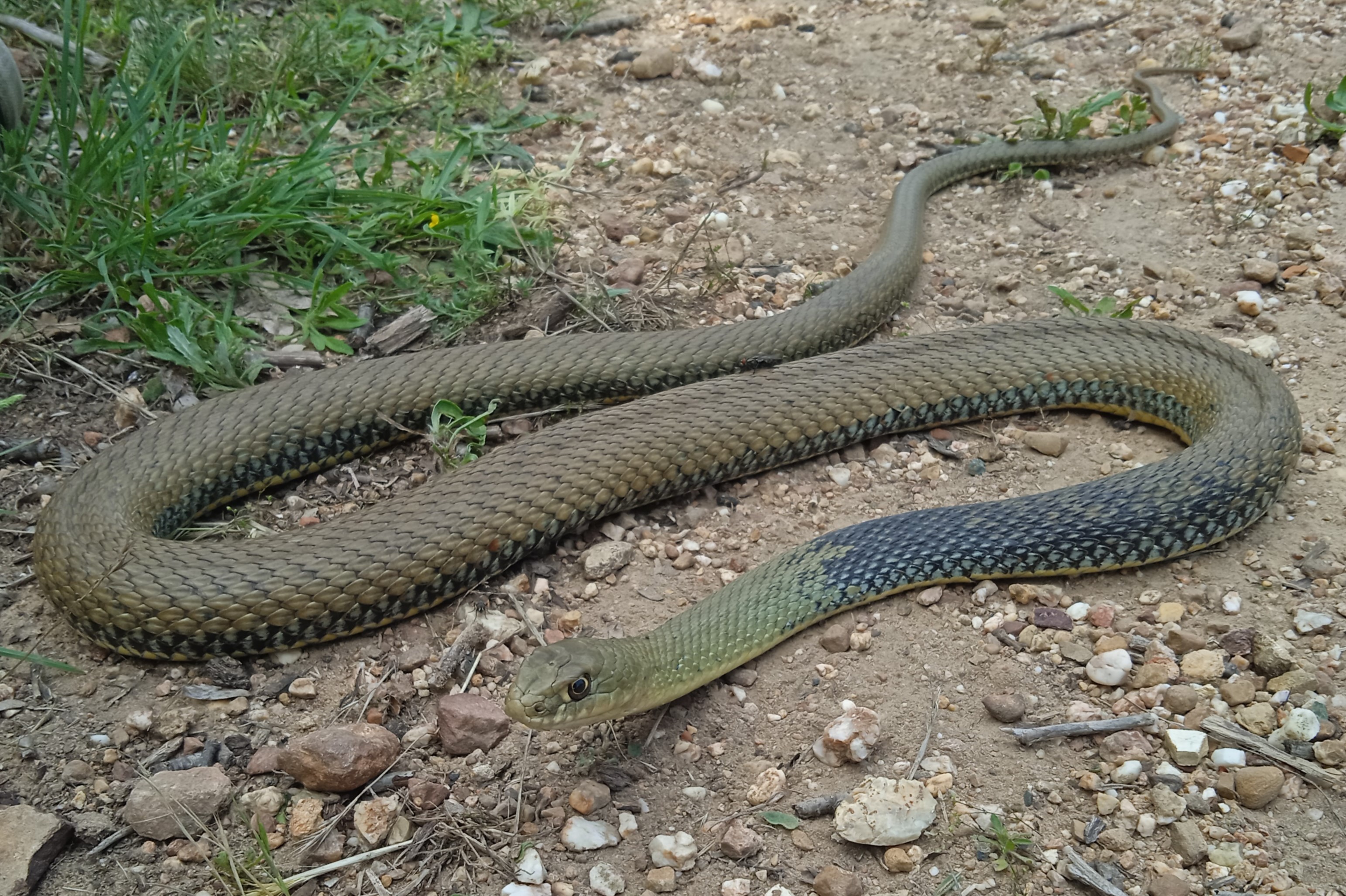 Thumbnail 9 Malpolon monspessulanus