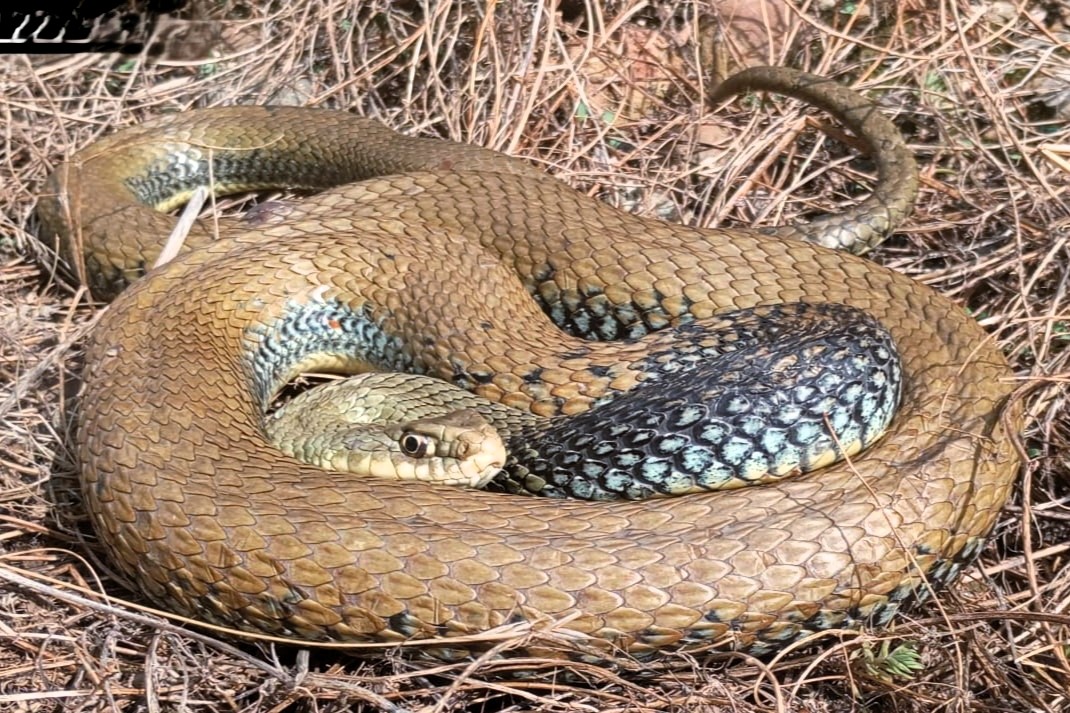 Thumbnail 10 Malpolon monspessulanus