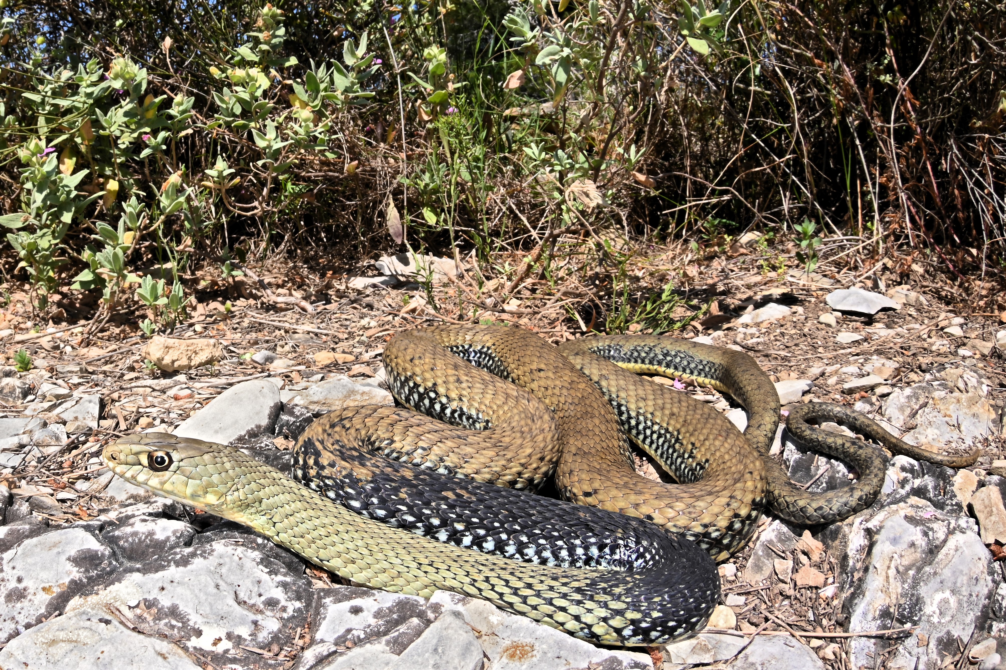 Thumbnail 11 Malpolon monspessulanus