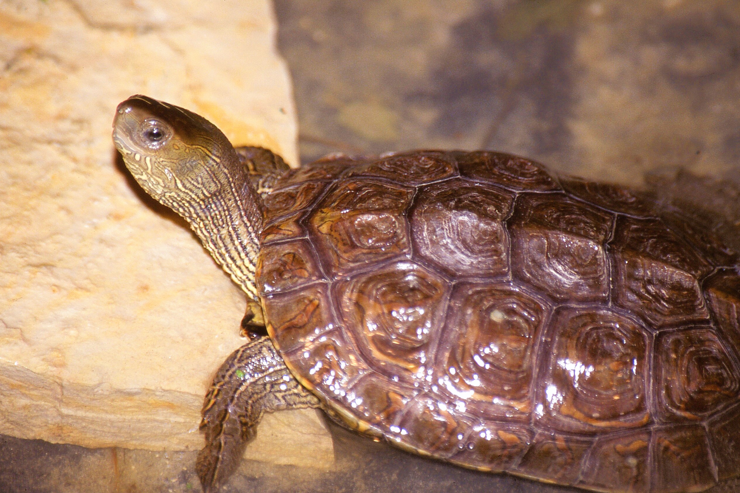 Thumbnail 5 Mauremys leprosa