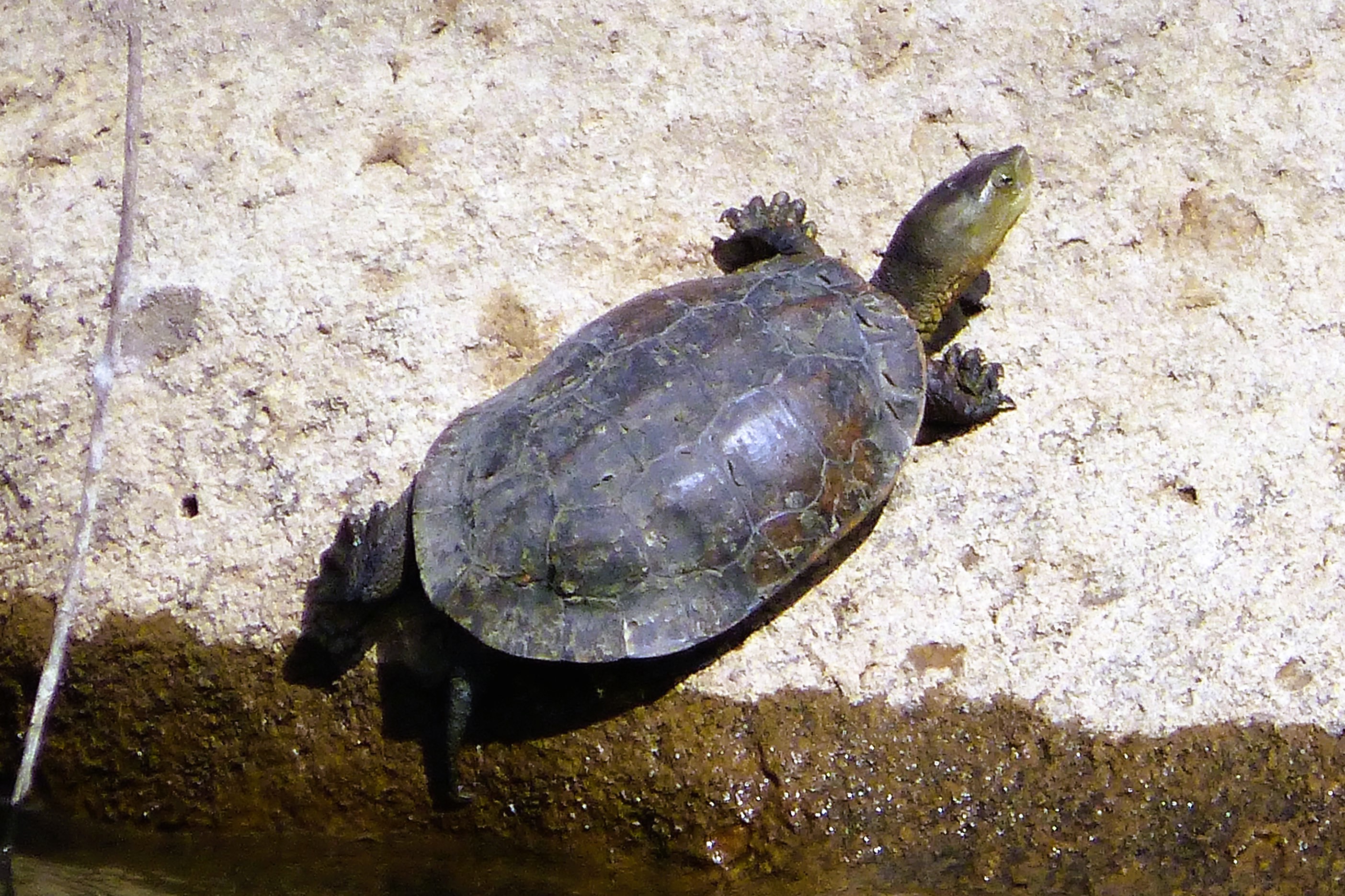 Thumbnail 6 Mauremys leprosa