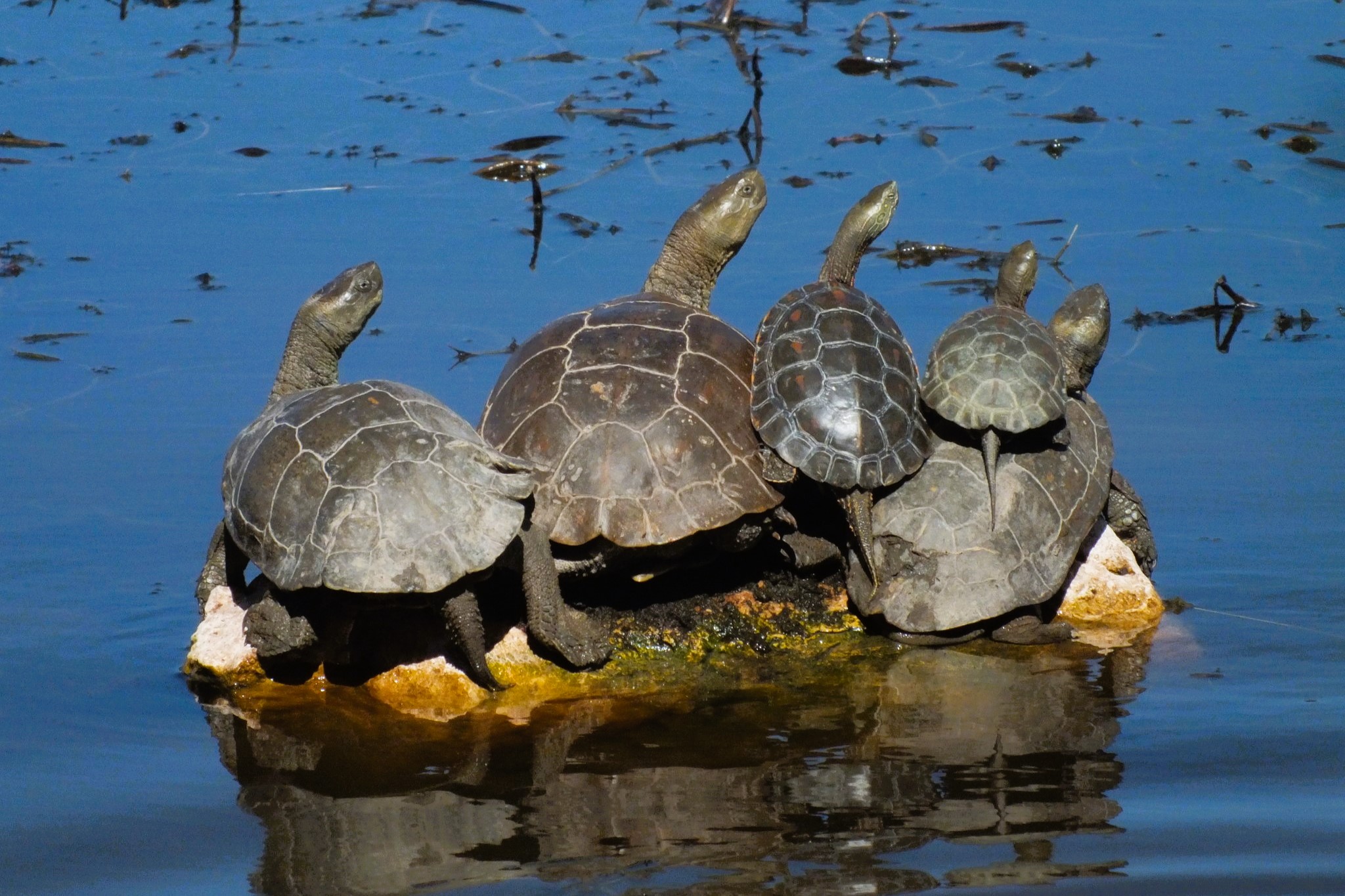 Thumbnail 8 Mauremys leprosa