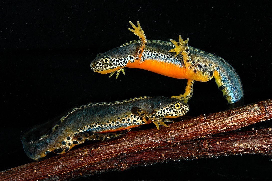 Thumbnail 2 Mesotriton alpestris