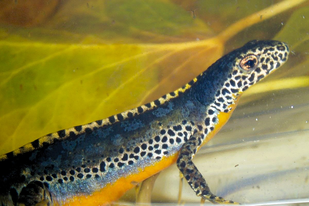 Thumbnail 5 Mesotriton alpestris