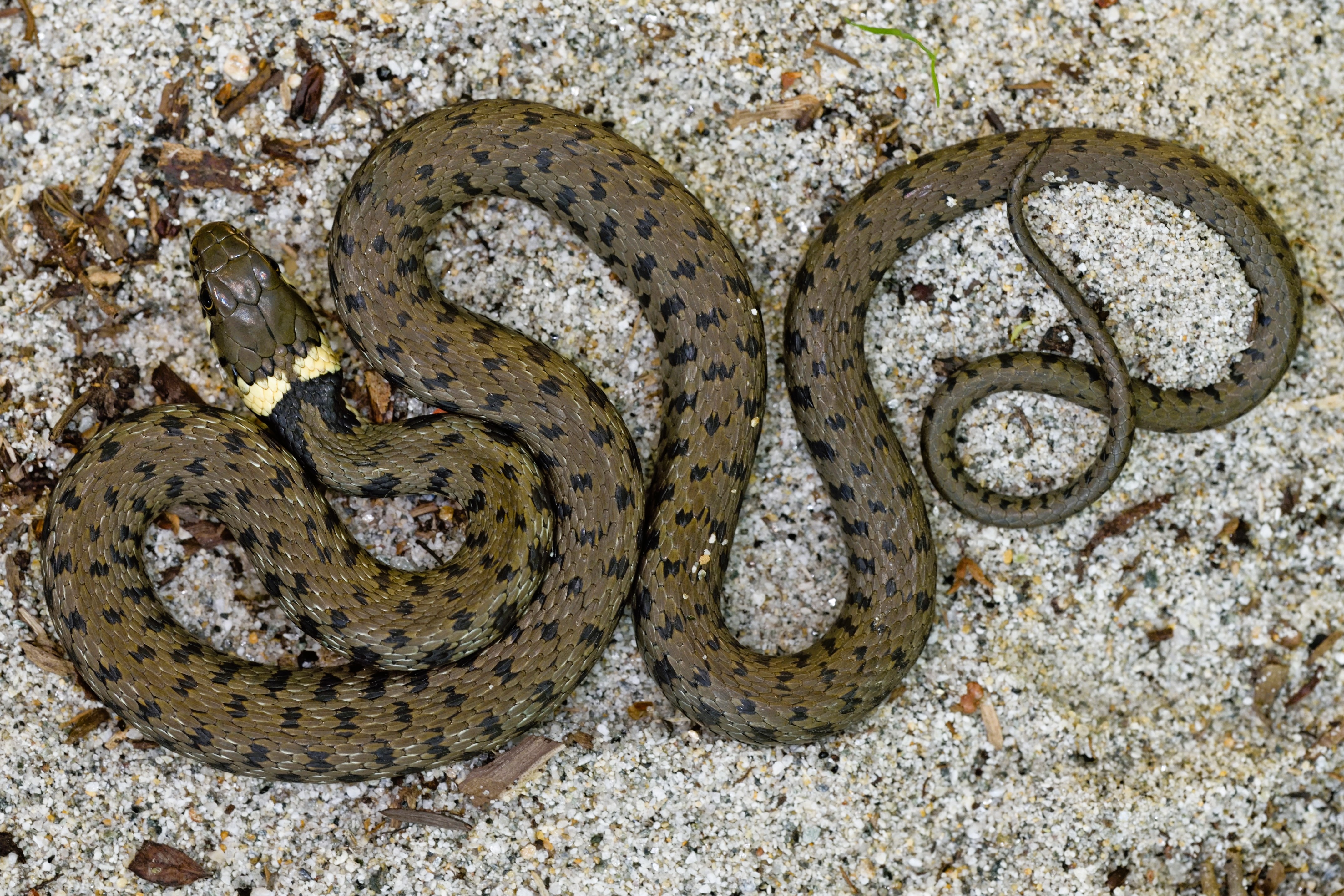 Thumbnail 2 Natrix helvetica