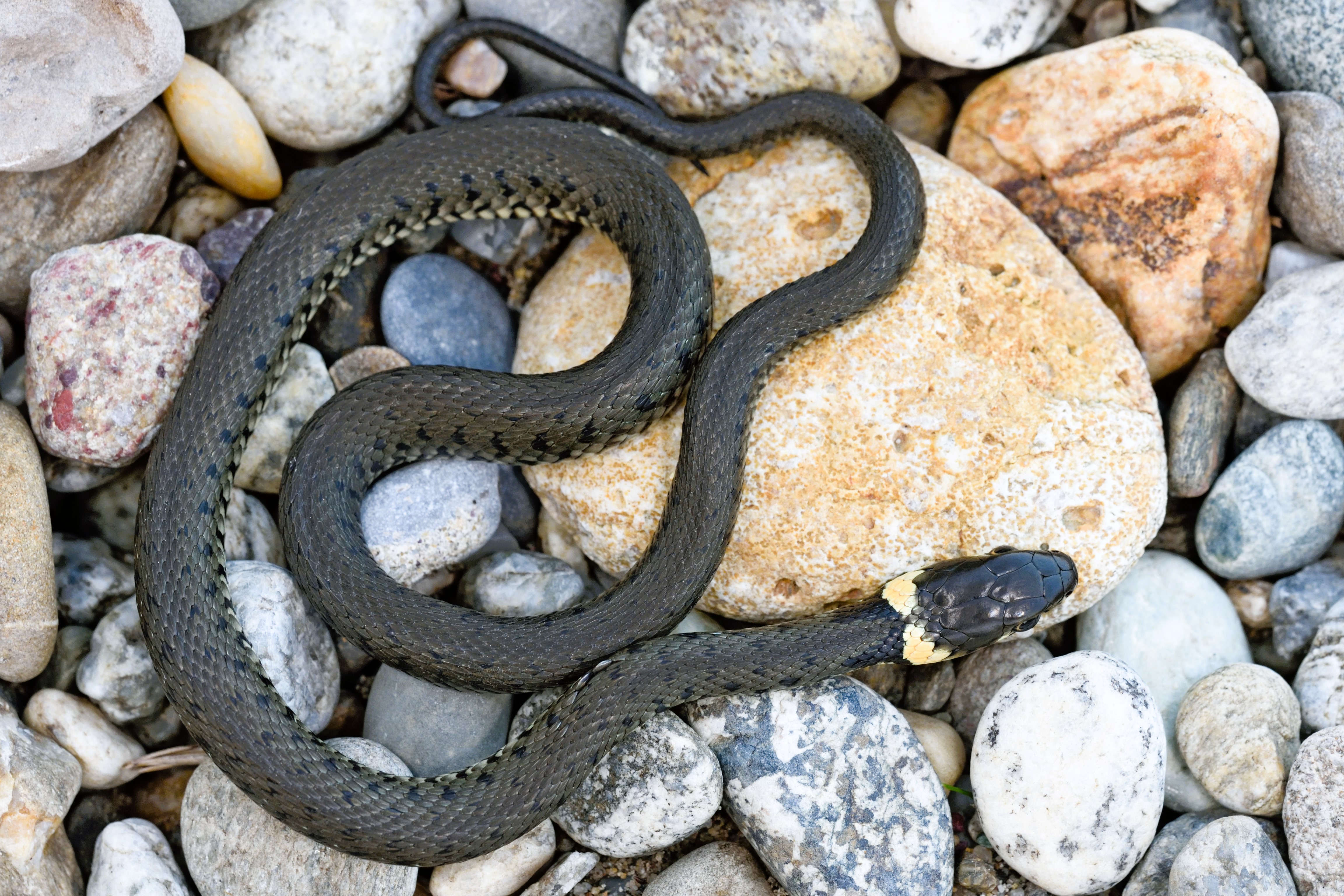 Thumbnail 3 Natrix helvetica