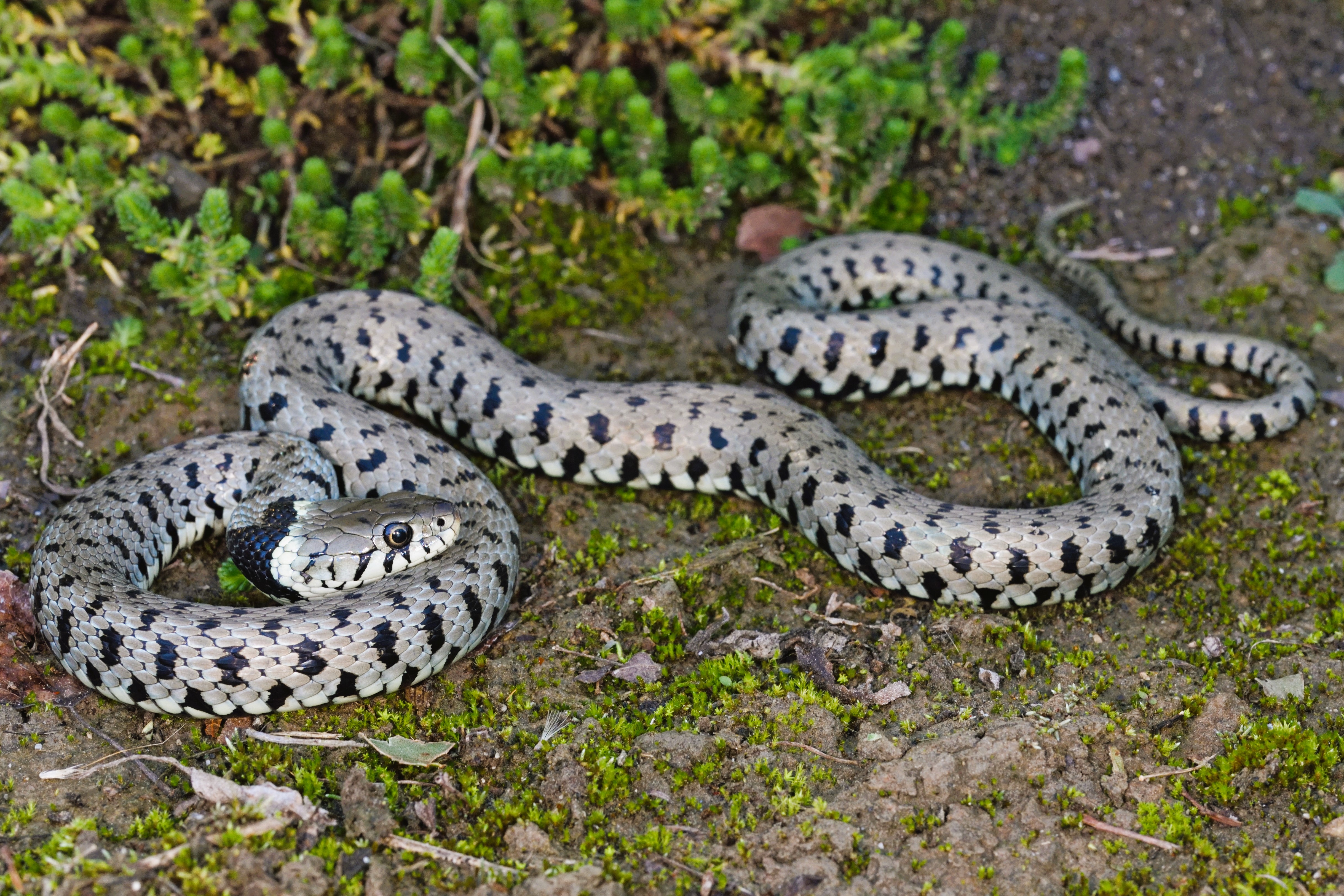 Thumbnail 5 Natrix helvetica