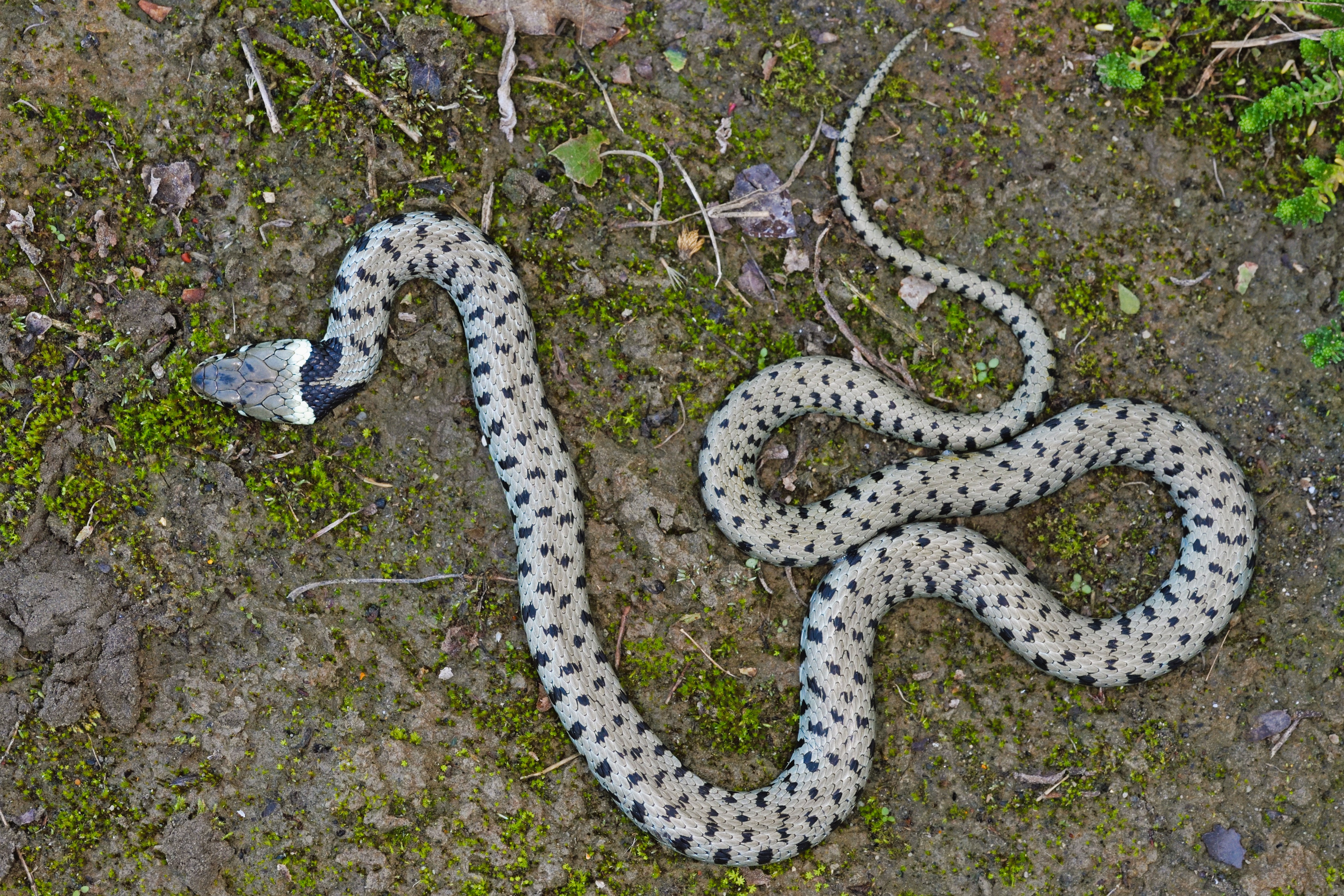 Thumbnail 6 Natrix helvetica