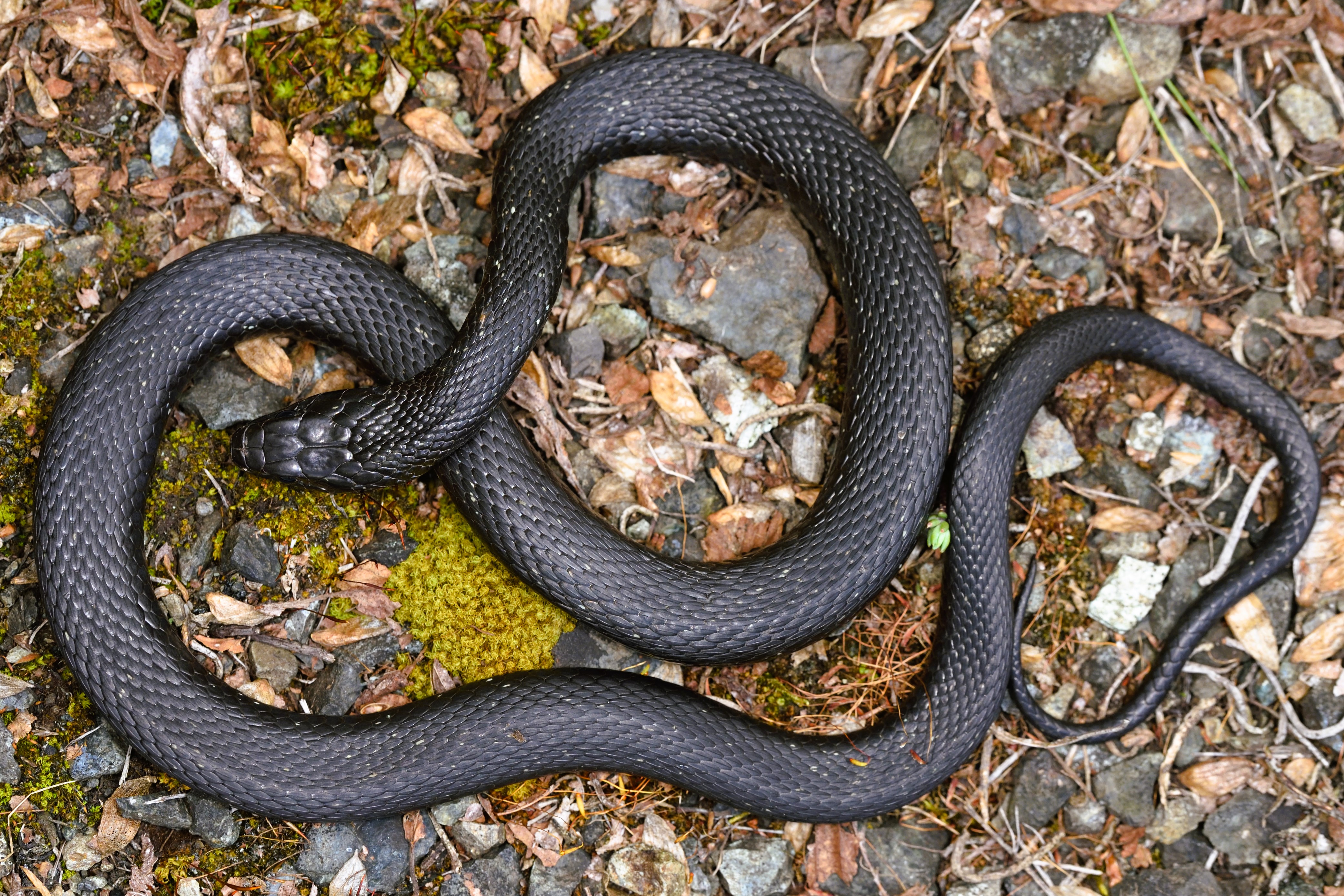 Thumbnail 7 Natrix helvetica