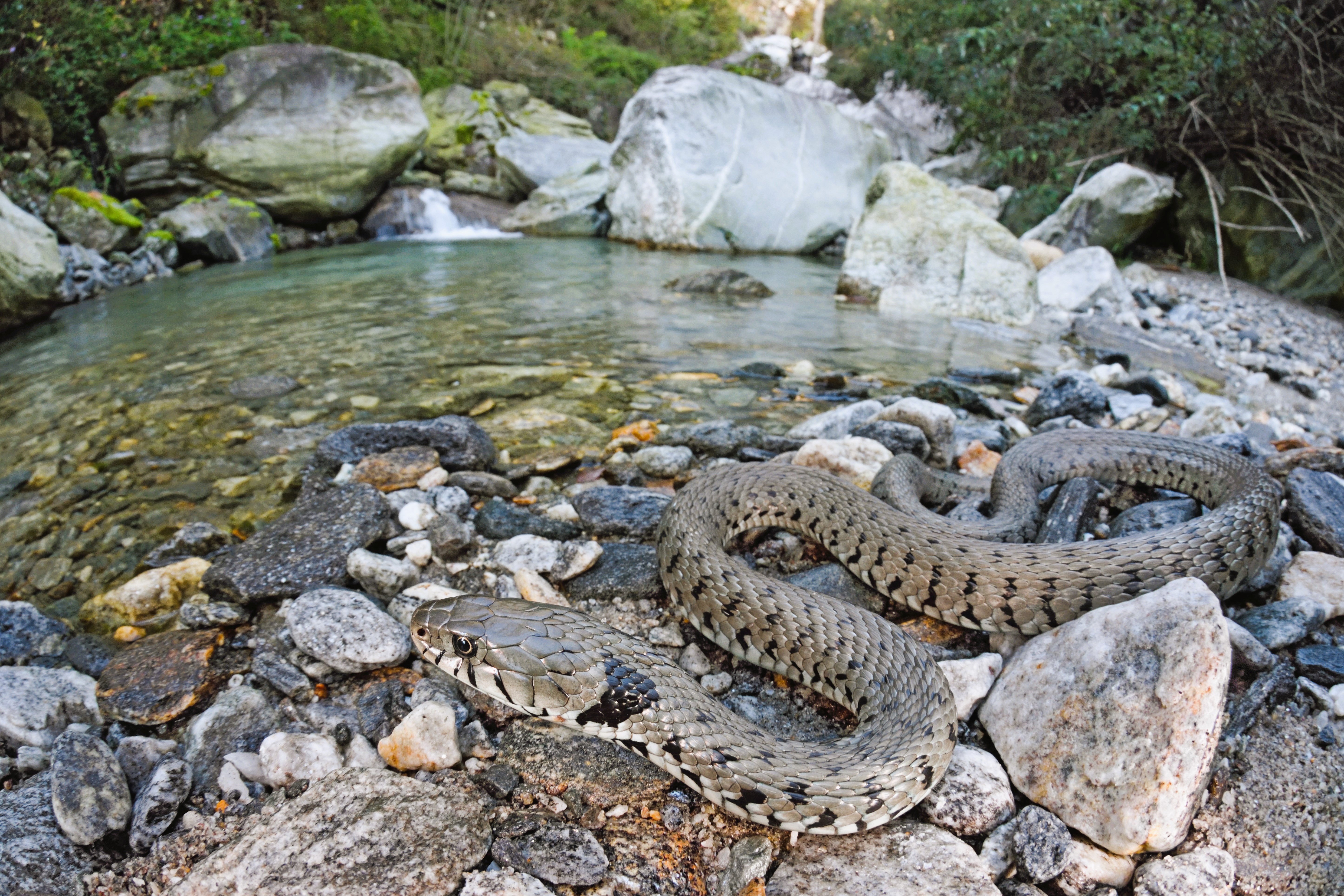 Thumbnail 8 Natrix helvetica