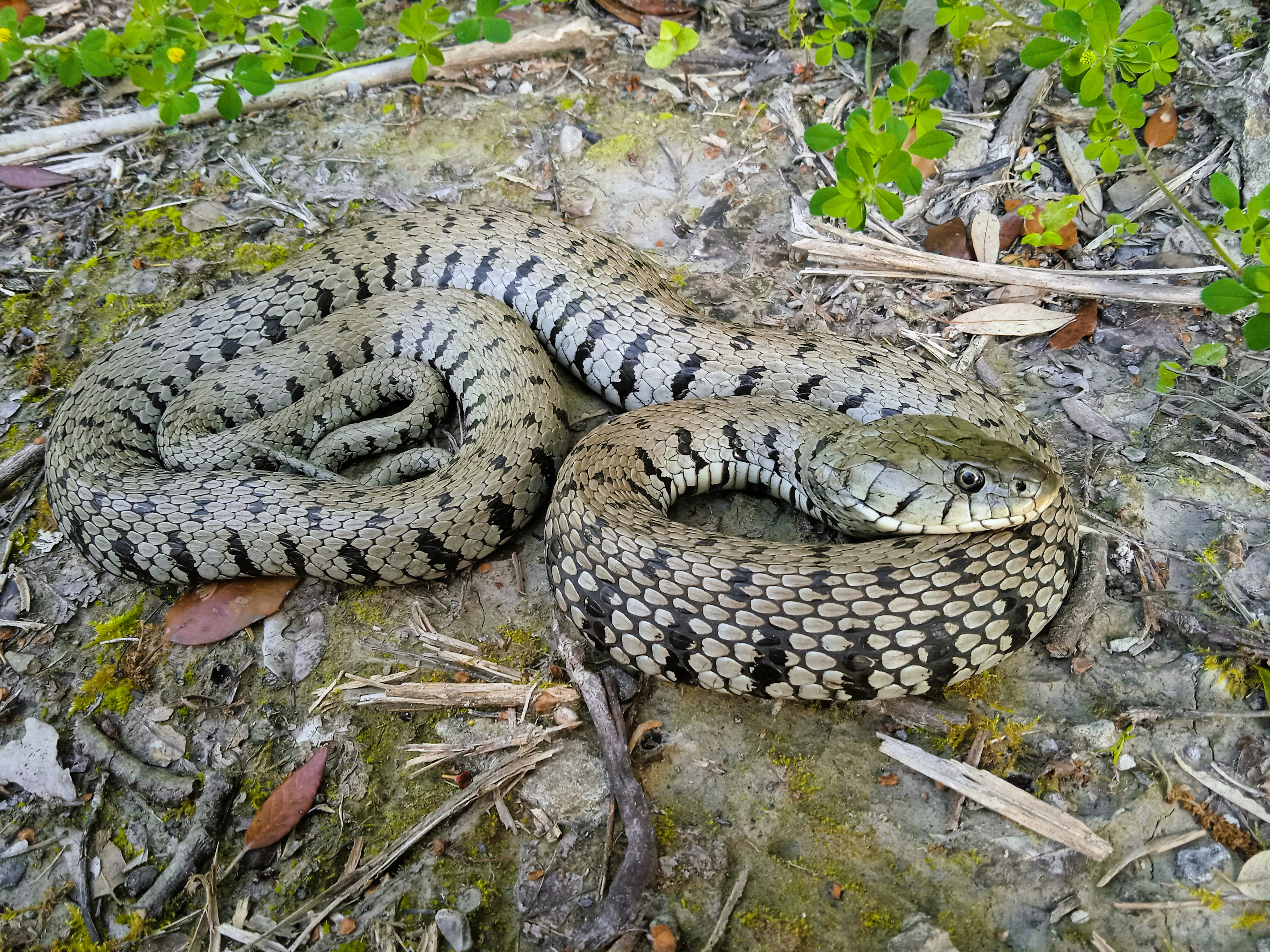 Thumbnail 10 Natrix helvetica